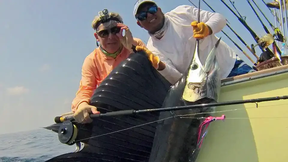 a large sailfish being displayed