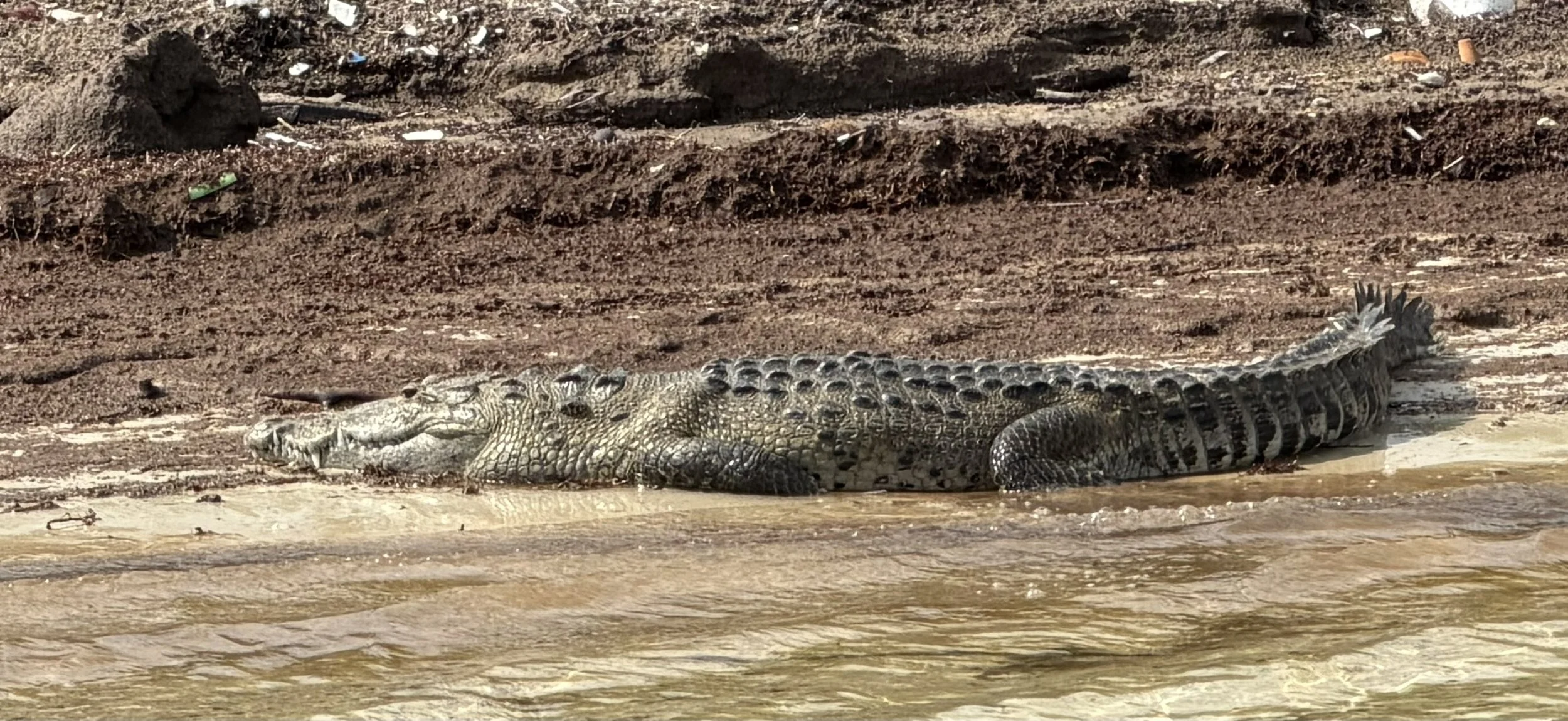 Crocodile sunning on the shore of Ascension Bay, Mexico.