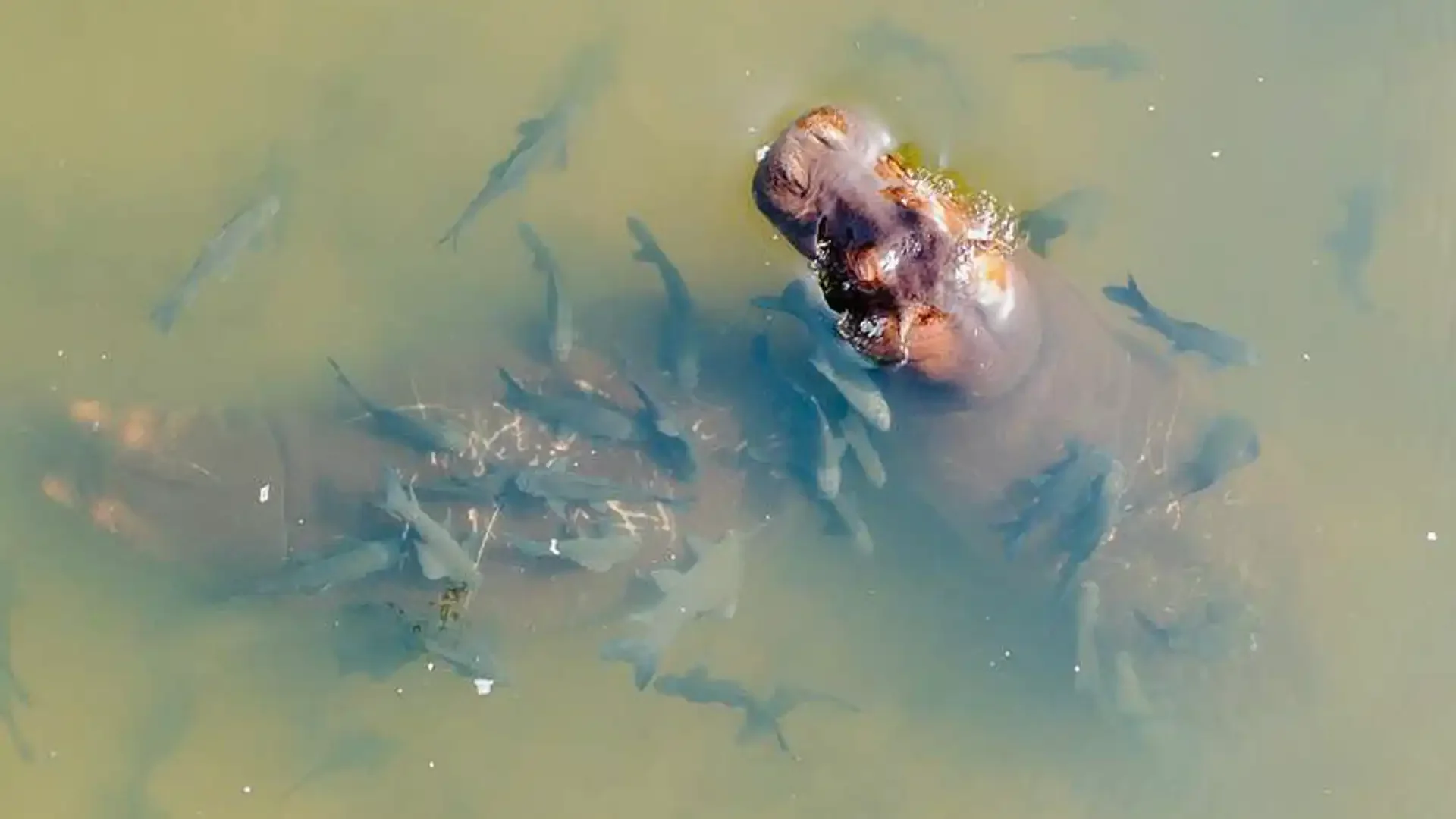 Hippo in the Faro River with surrounding fish near Gassa Camp, Africa.