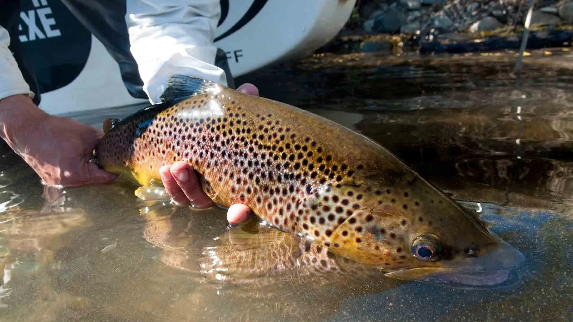 Angler holding a beautiful brown trout caught on the Chimehuin River in Patagonia during a Three Rivers fishing trip with Chocolate Lab Expeditions.
