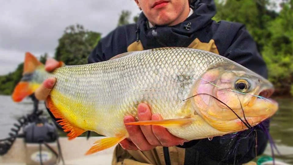 golden-dorado-fly-fishing.html-bright-yellow-with-orange-pira-pita-006.jpeg