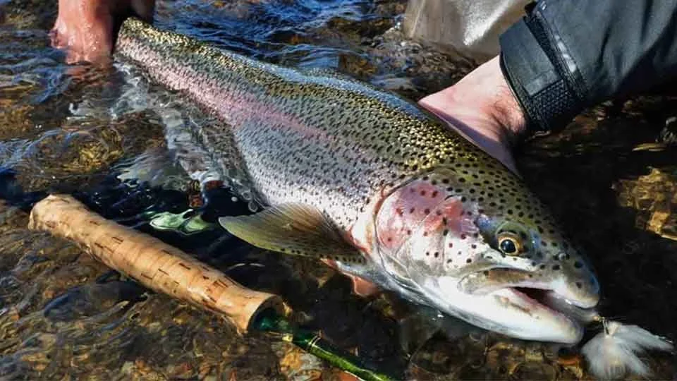 Bright rainbow trout caught on a fly rod in the water at Alaska Trophy Adventures fishing lodge