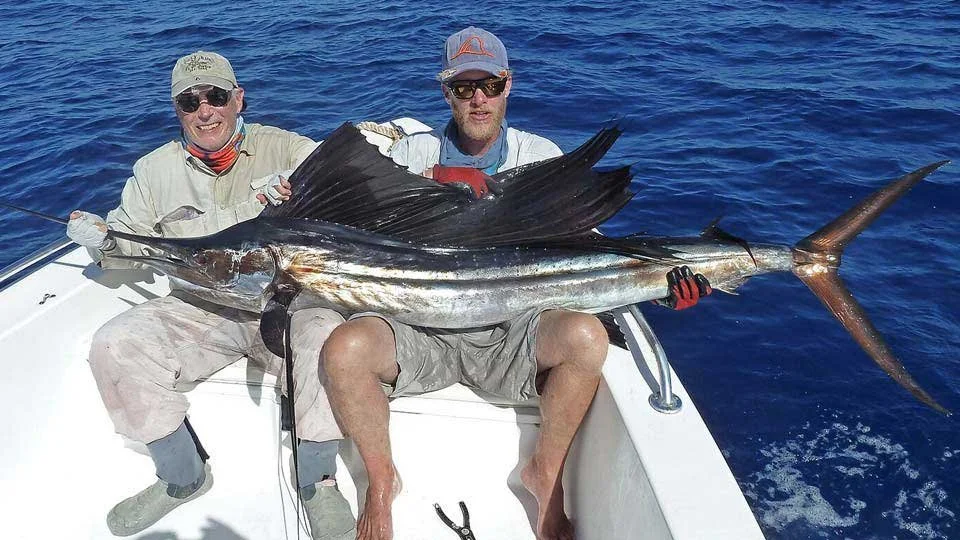 sailfish.jpg
