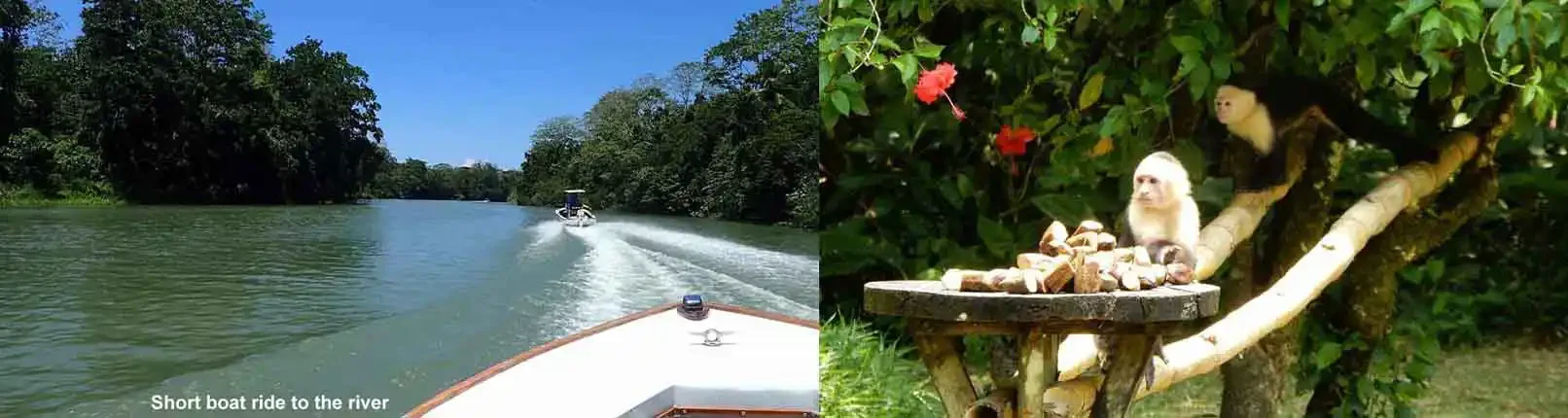 rioparismina-lodge-costa-rica-jungle-river-boat-monkeys.webp