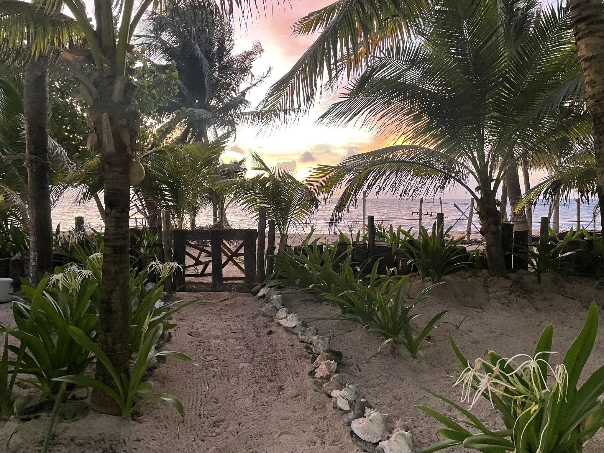 A sandy pathway leading to a fence by the beach, surrounded by lush tropical plants and palm trees, with a view of the ocean and a colorful sunset sky in the background.