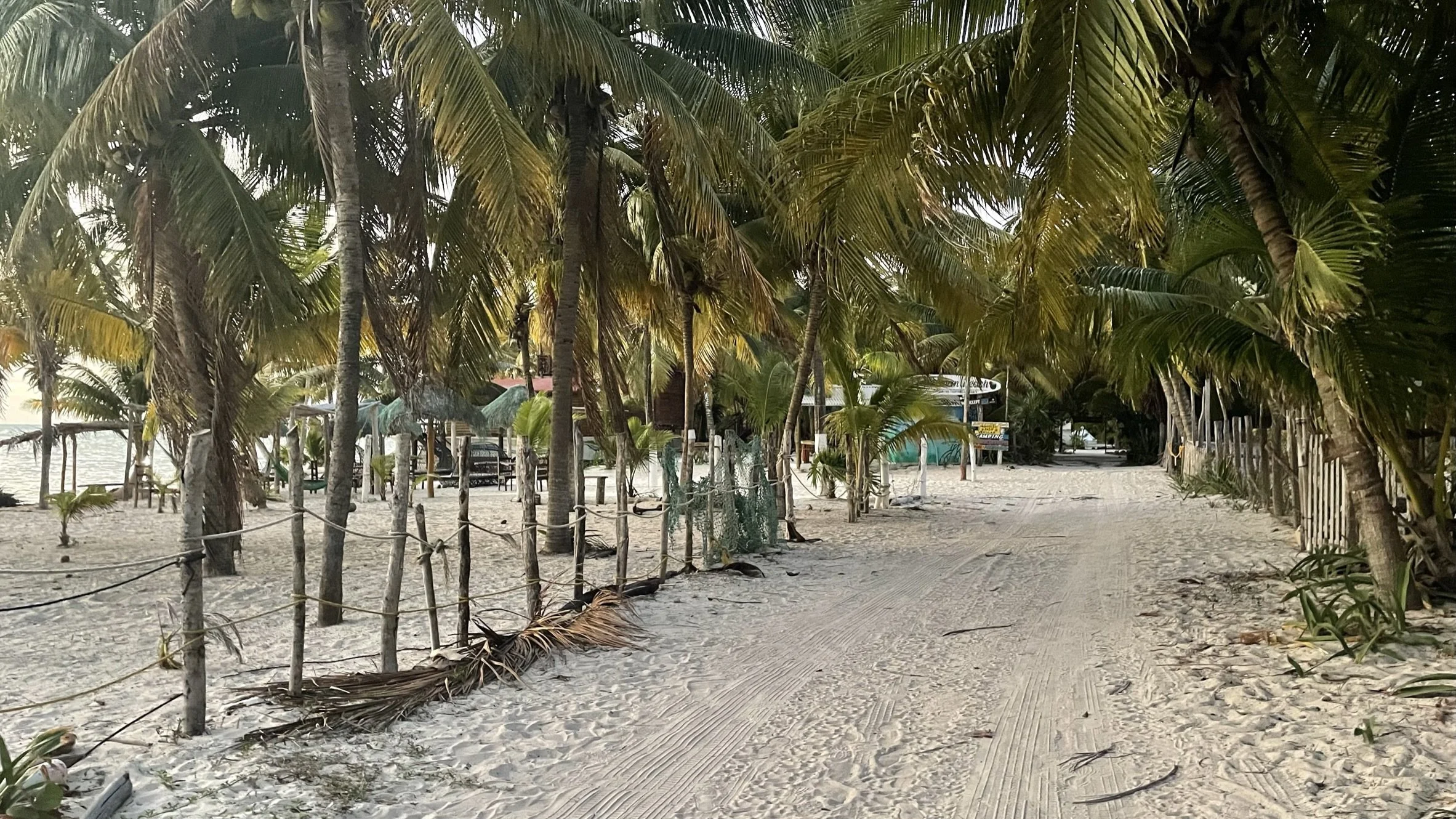 A sandy beach pathway lined with tall palm trees, with some small plants and a rustic fence on the left side, leading to beachside structures and the ocean in the background.