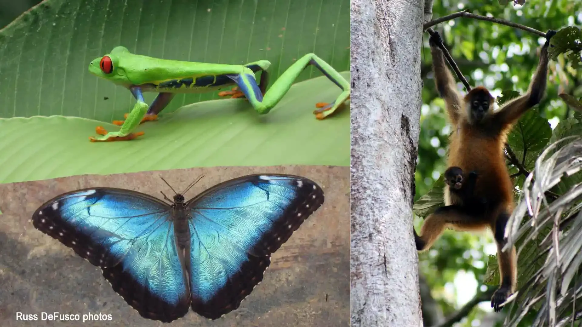 costa-rica-rioparismina-lodge-wildlife-red-eyed-tree-frog-blue-morpho-butterfly-spider-monkey.webp