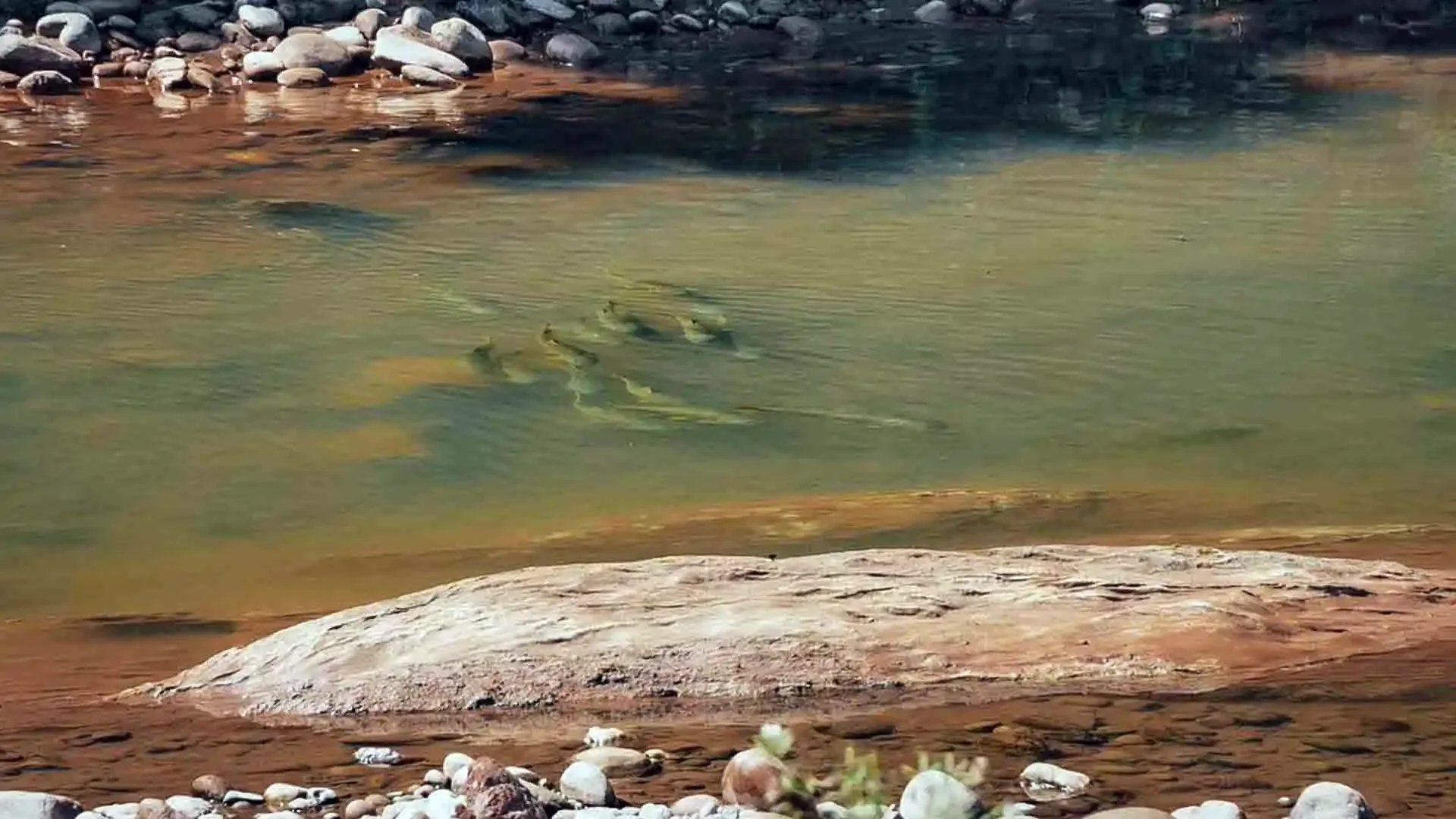 Golden dorado caught in the lower Pluma River at Tsimane Pluma Lodge, Bolivia, during fly fishing adventure