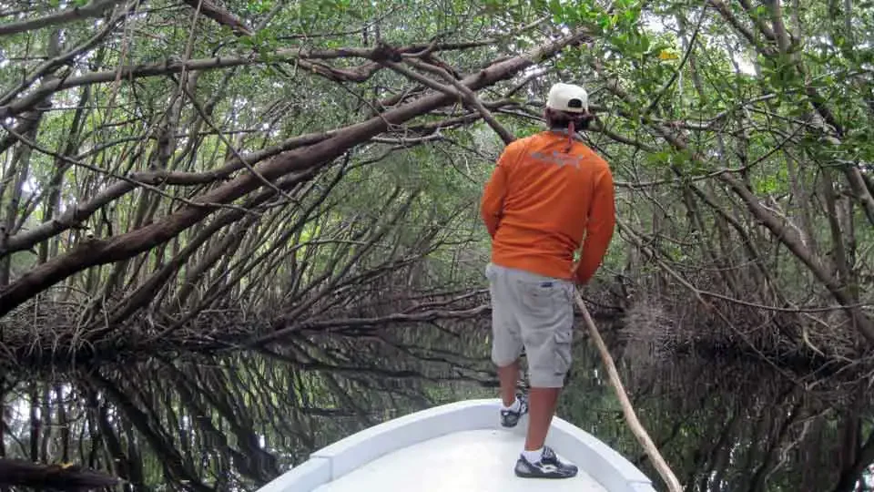 Fishing guide poling a panga boat through mangrove-lined flats at Tarpon Town Lodge in Campeche, Mexico, targeting juvenile tarpon.