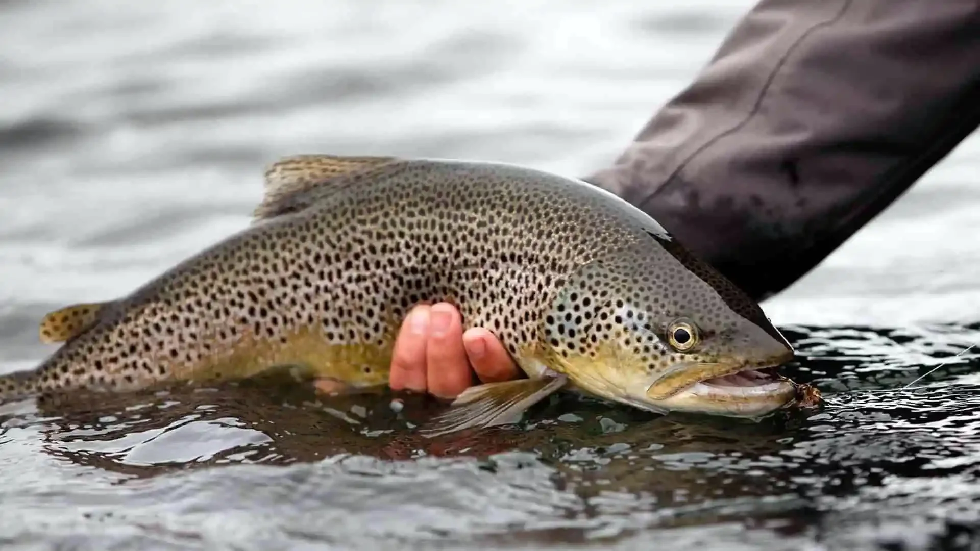A fly fisherman gently holds a large, spotted brown trout in the clear waters of an Icelandic river, ready for release.