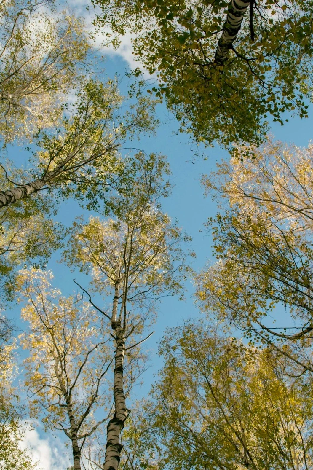 Looking up at tall trees with green and yellow leaves against a blue sky with some clouds.