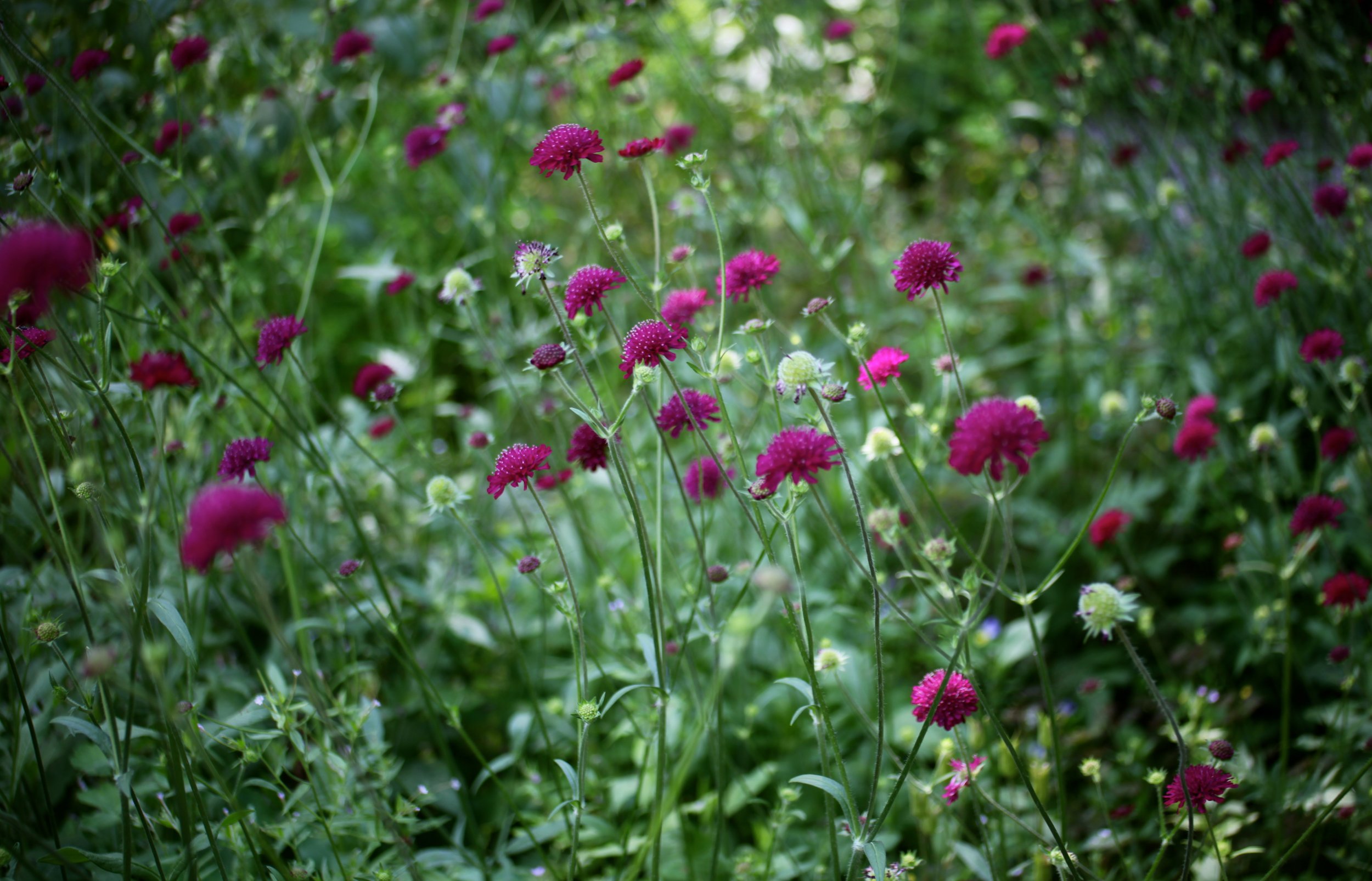 A lush garden filled with pink and white flowers on green stems and leaves, creating a vibrant and colorful scene.