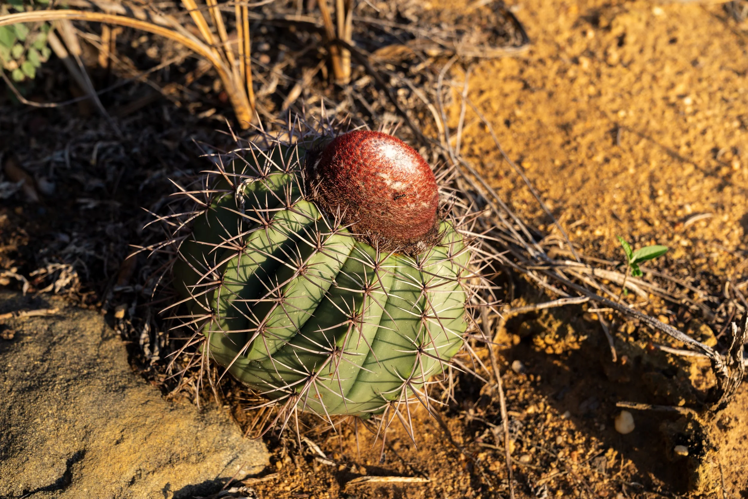 Close-up of a small, round cactus with sharp spines, growing in the desert on sandy ground, with a red, fuzzy, spherical growth on top.