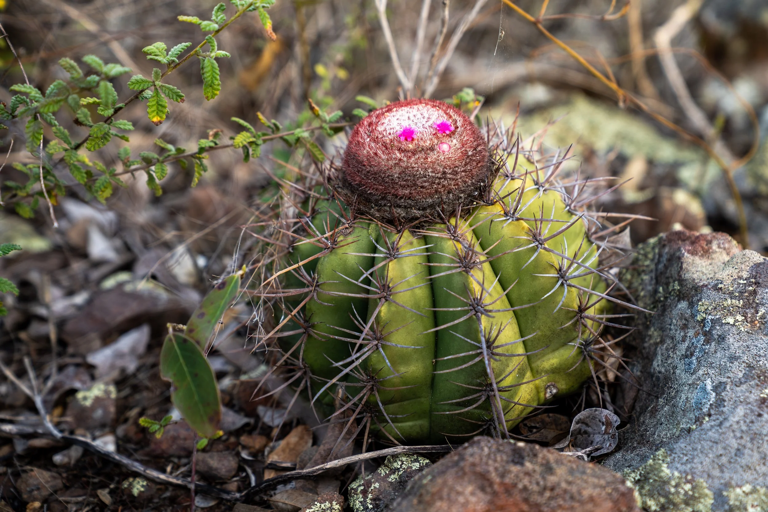 A small round cactus with long sharp spines on the ground among rocks and dry leaves, with a round, fuzzy, red-topped growth on top featuring tiny pink flowers.