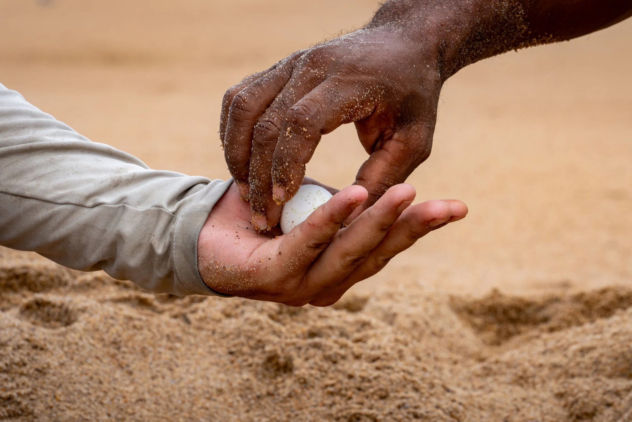 Two hands holding a turtle egg on a sandy beach.