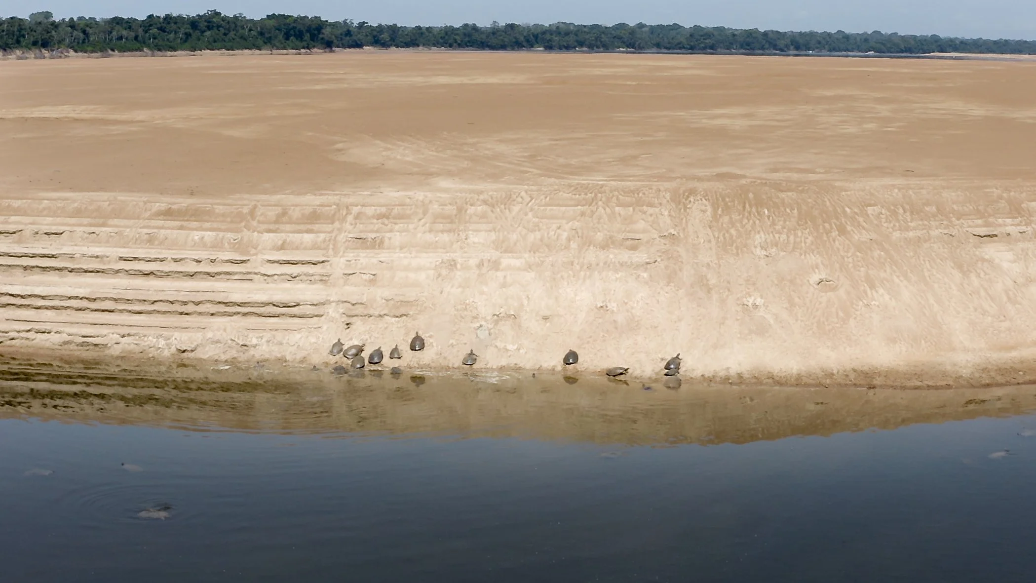 A group of turtles, podocnemis expansa on a sandy riverbank next to a body of water with trees in the background on the rio trombetas