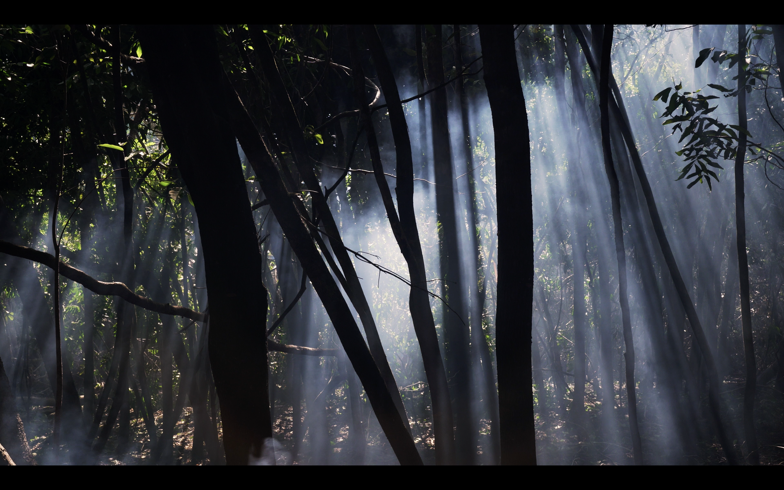Sunlight filtering through trees in a misty forest