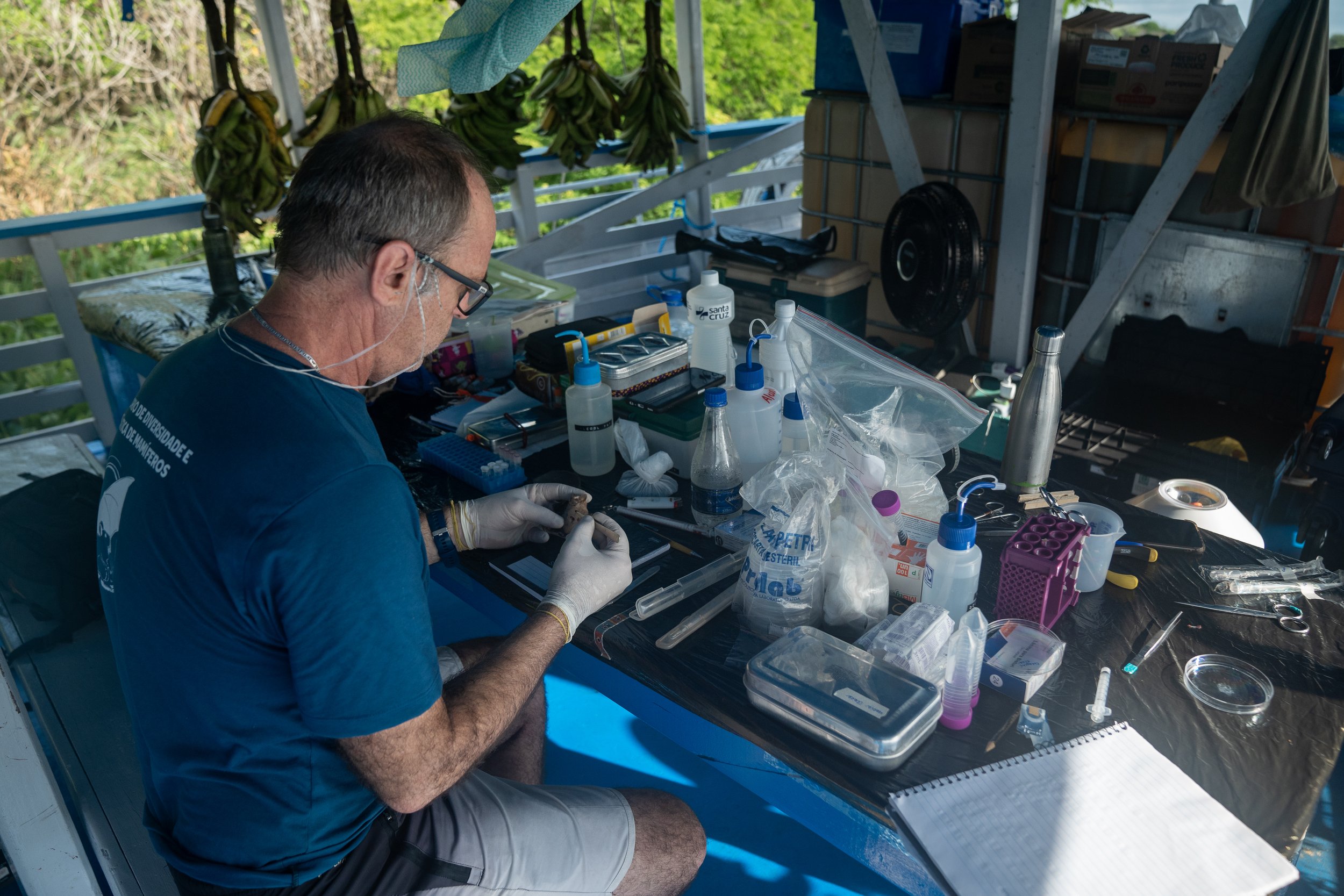 Person conducting scientific research on a boat using lab equipment and supplies, with bunches of bananas hanging in the background. provisory laboratory on a boat on the rio purus expedition for mammal biology