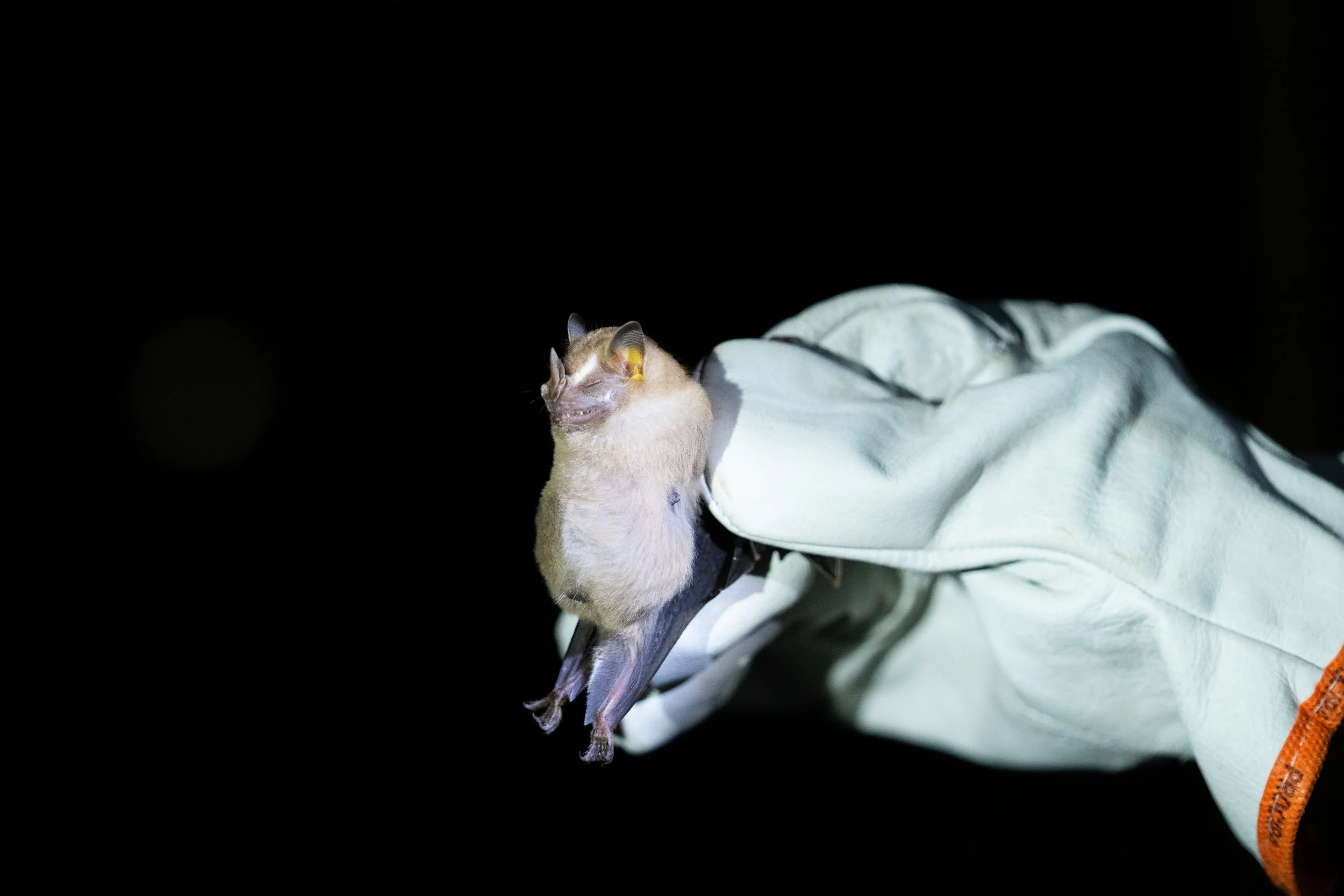 Close-up of a small bat held in a gloved hand against a dark background.