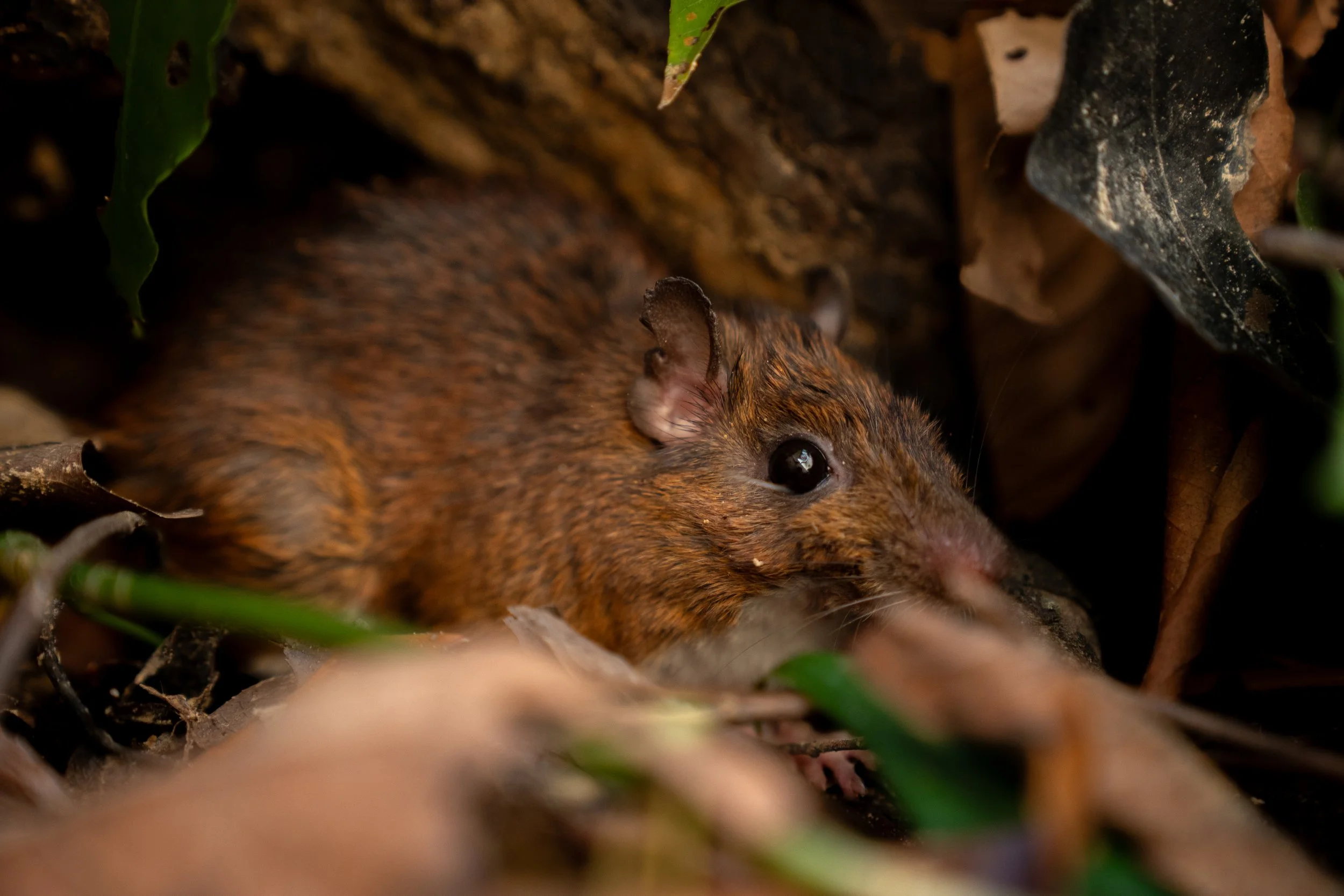 Rusty-brown rodent hiding among dried leaves.
