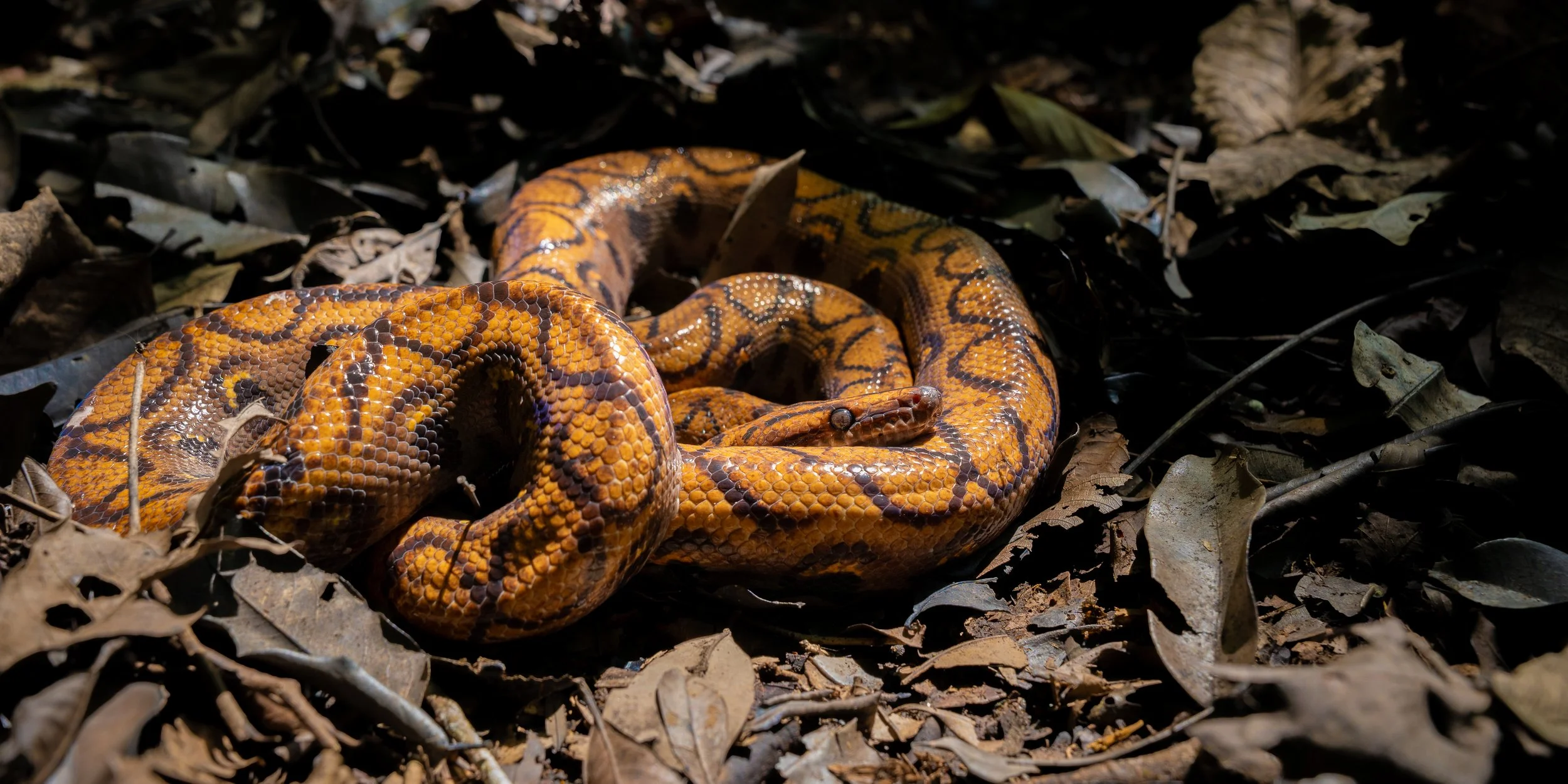 A brightly colored boa constrictor snake, Epicrates cenchria coiled on dry leaves in a jungle setting.