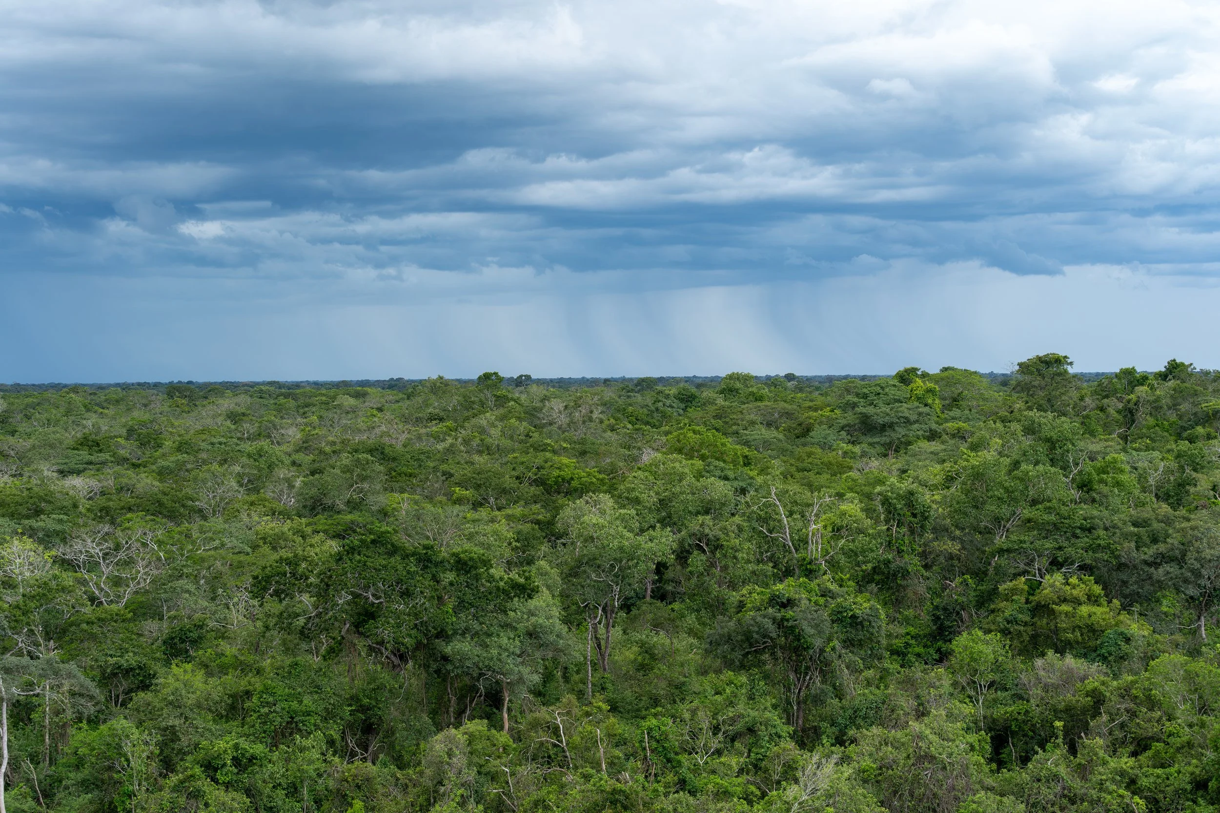 Dense rainforest under cloudy sky with distant rain in the horizon in pantanal