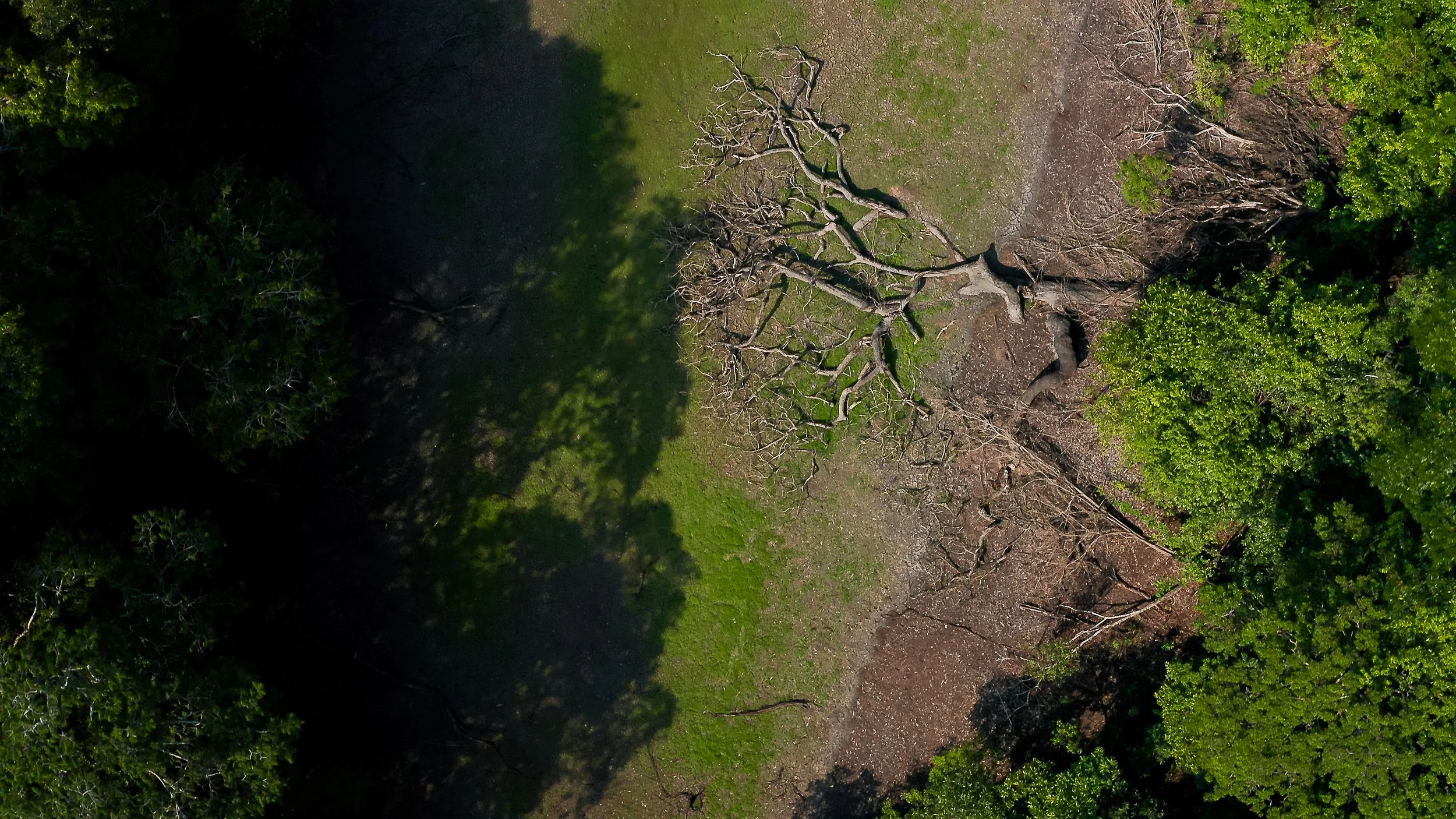 Aerial view of a fallen tree surrounded by green vegetation and grass, creating natural shadows and contrast, in a dry river in trombetas the amazon rainforest of the year 2023
