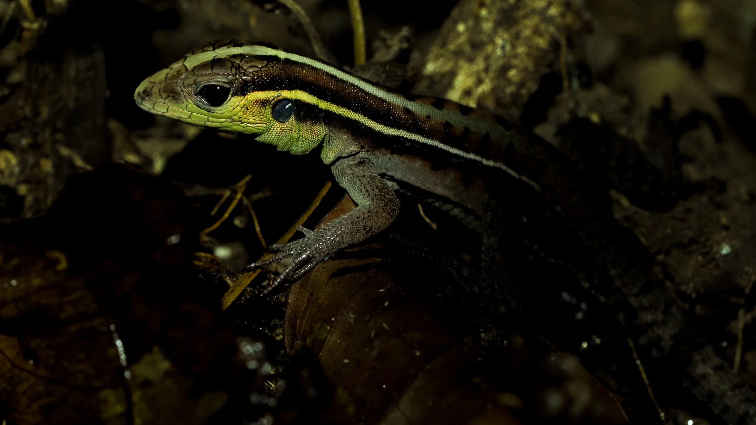Close-up of a lizard with a striped pattern in a dark, natural setting.