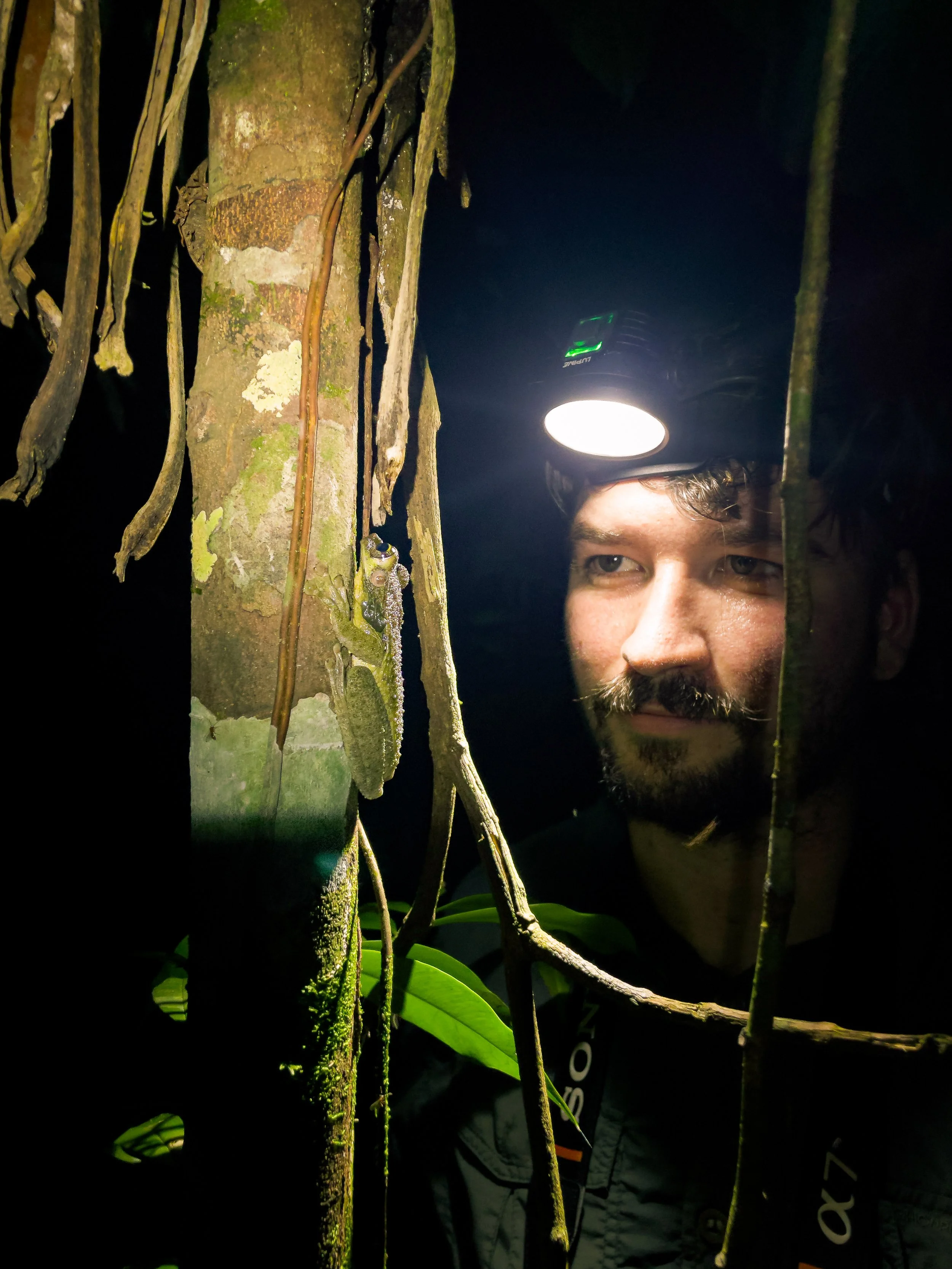A person, Basil Minder wearing a headlamp observing a tree trunk at night in a forest. The tree is covered in vines and moss. The scene is dark except for the illumination from the headlamp and seeing a frog. a osteocephalus