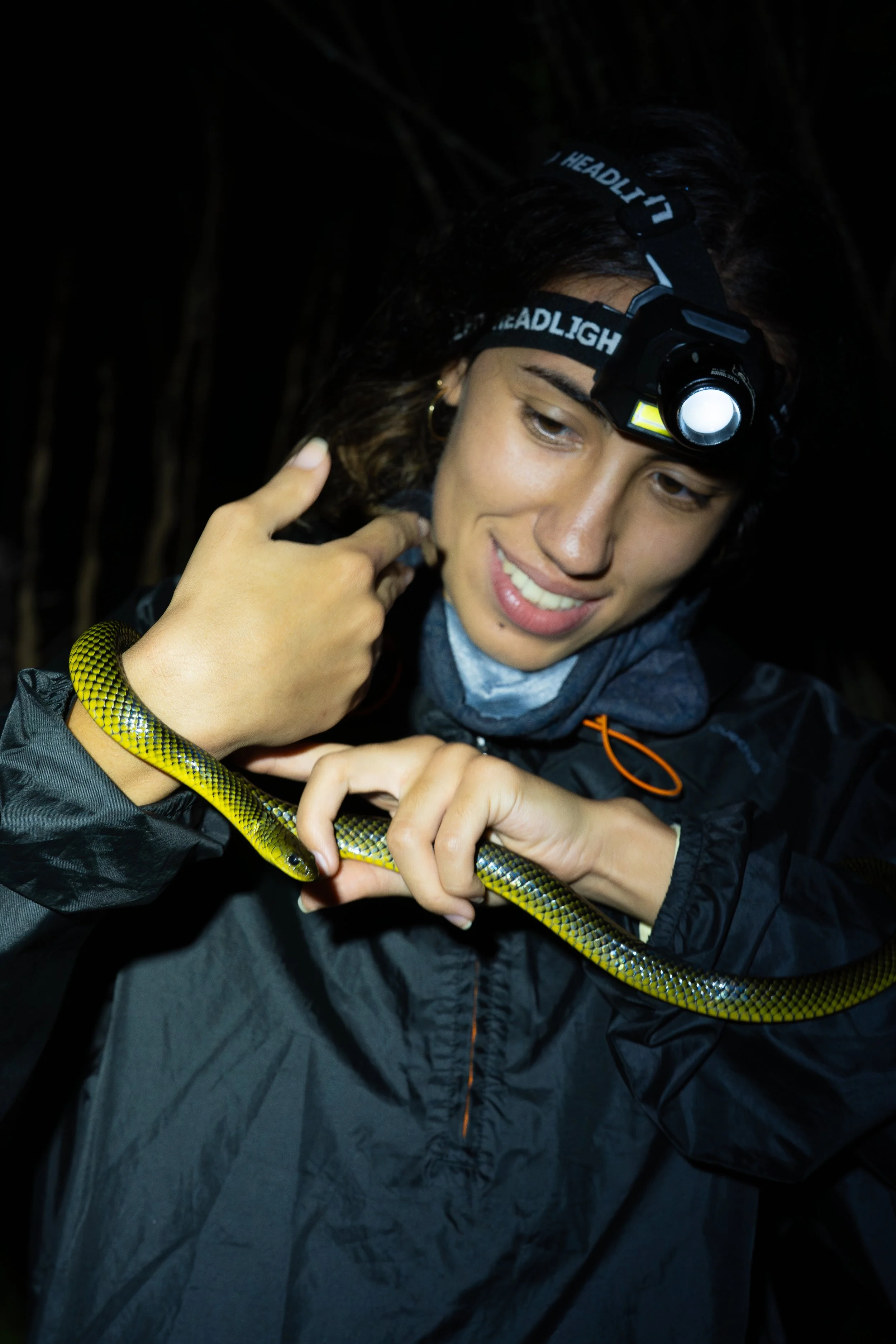 Julia Pinna, Person wearing a headlamp holding a yellow and black snake at night.
