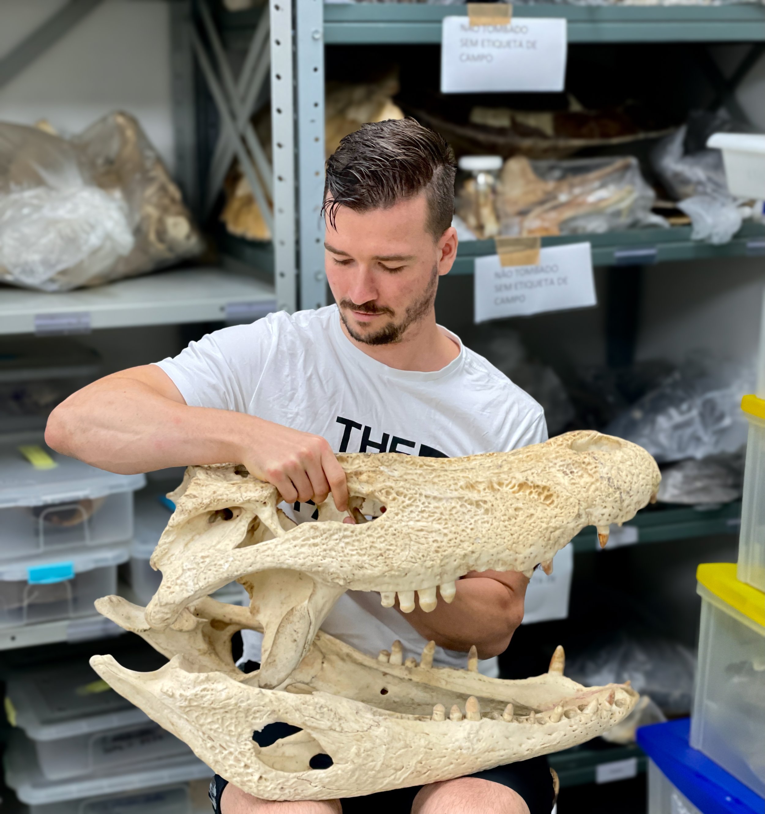 Basil Minder examining a large crocodile skull in a storage room with shelves of various items.