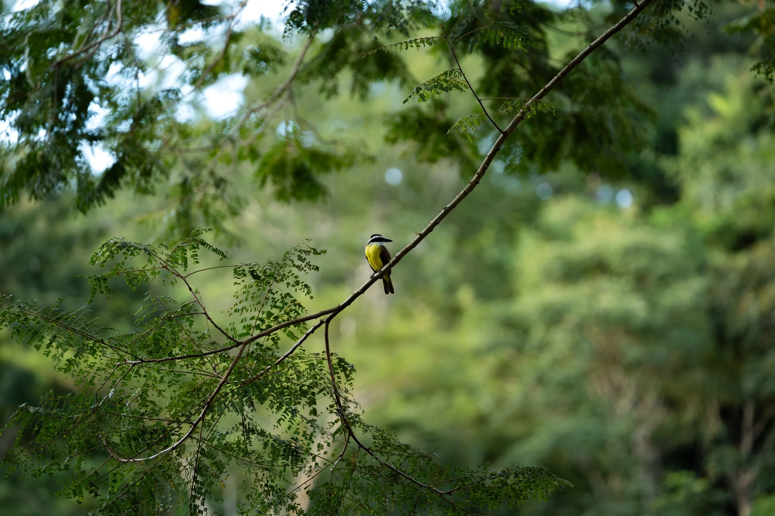 Yellow and black bird perched on a thin branch, surrounded by green foliage.