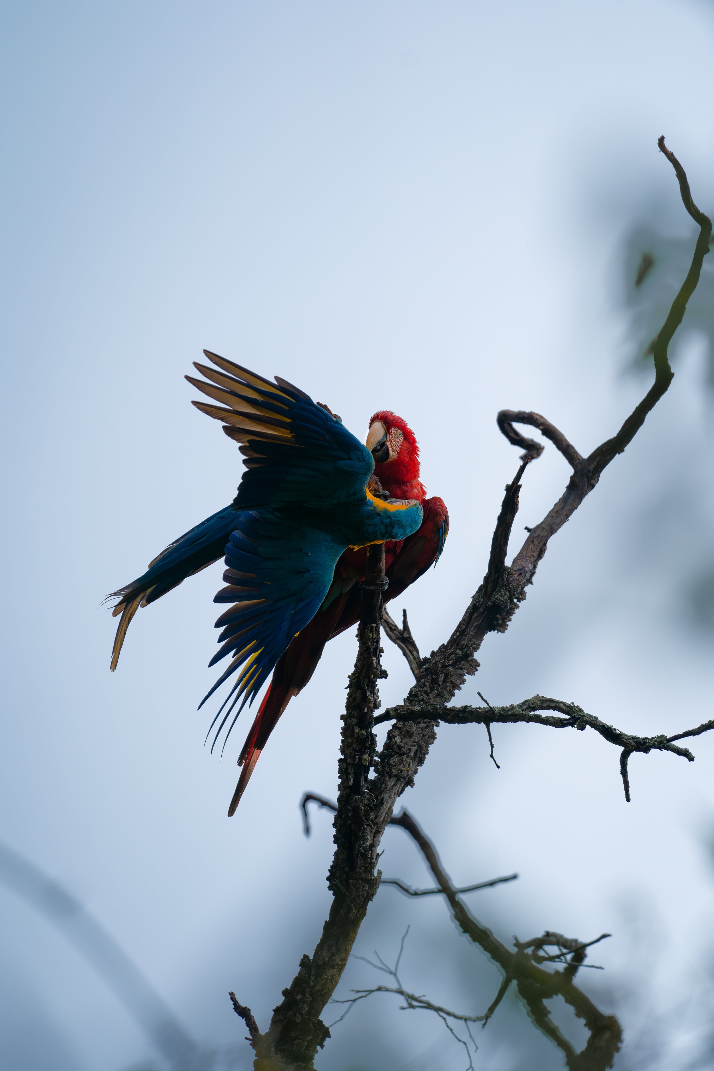 Scarlet macaws perched on a tree branch, one with wings outstretched.