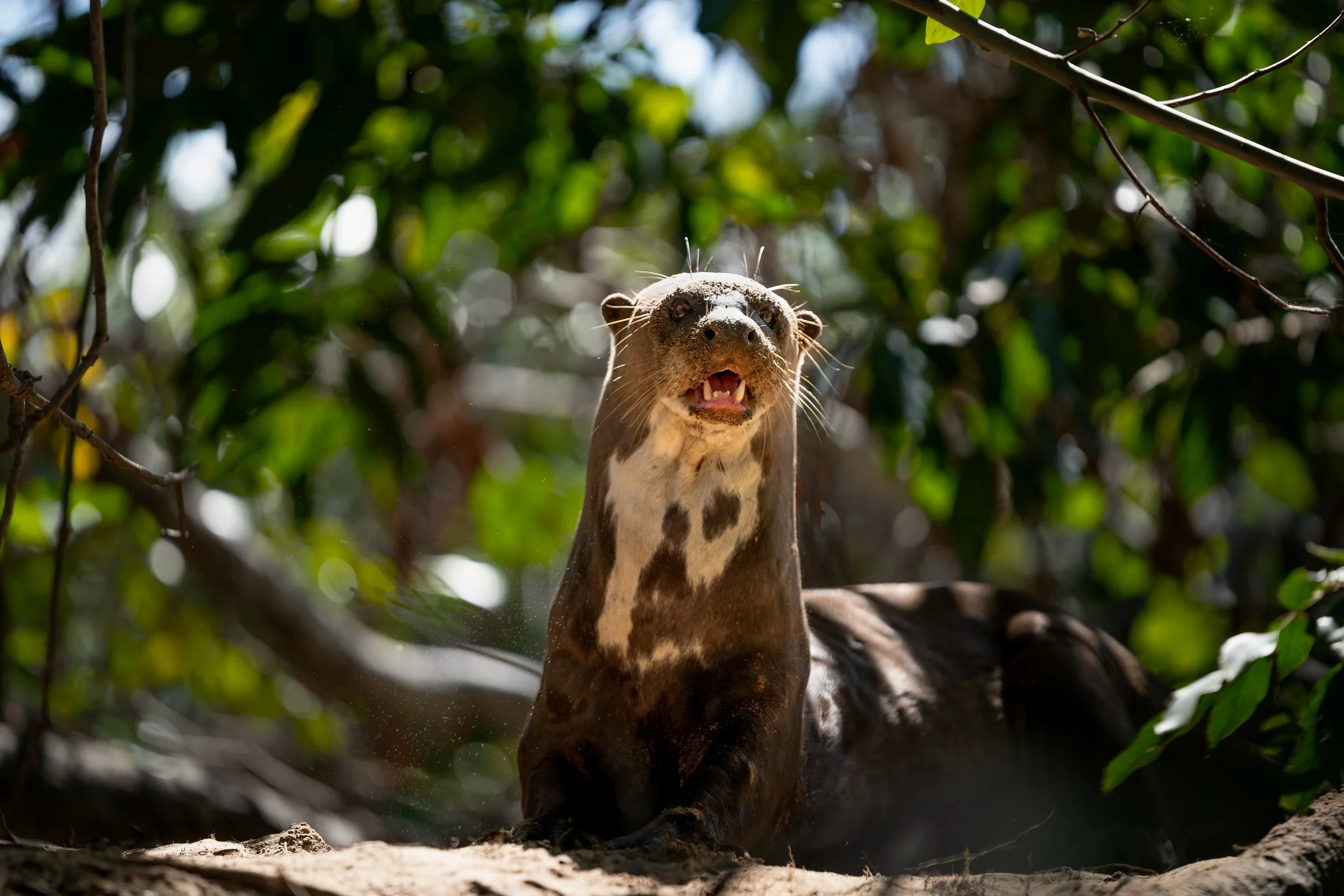 Giant otter in a forested area with mouth open, surrounded by green foliage in pantanal