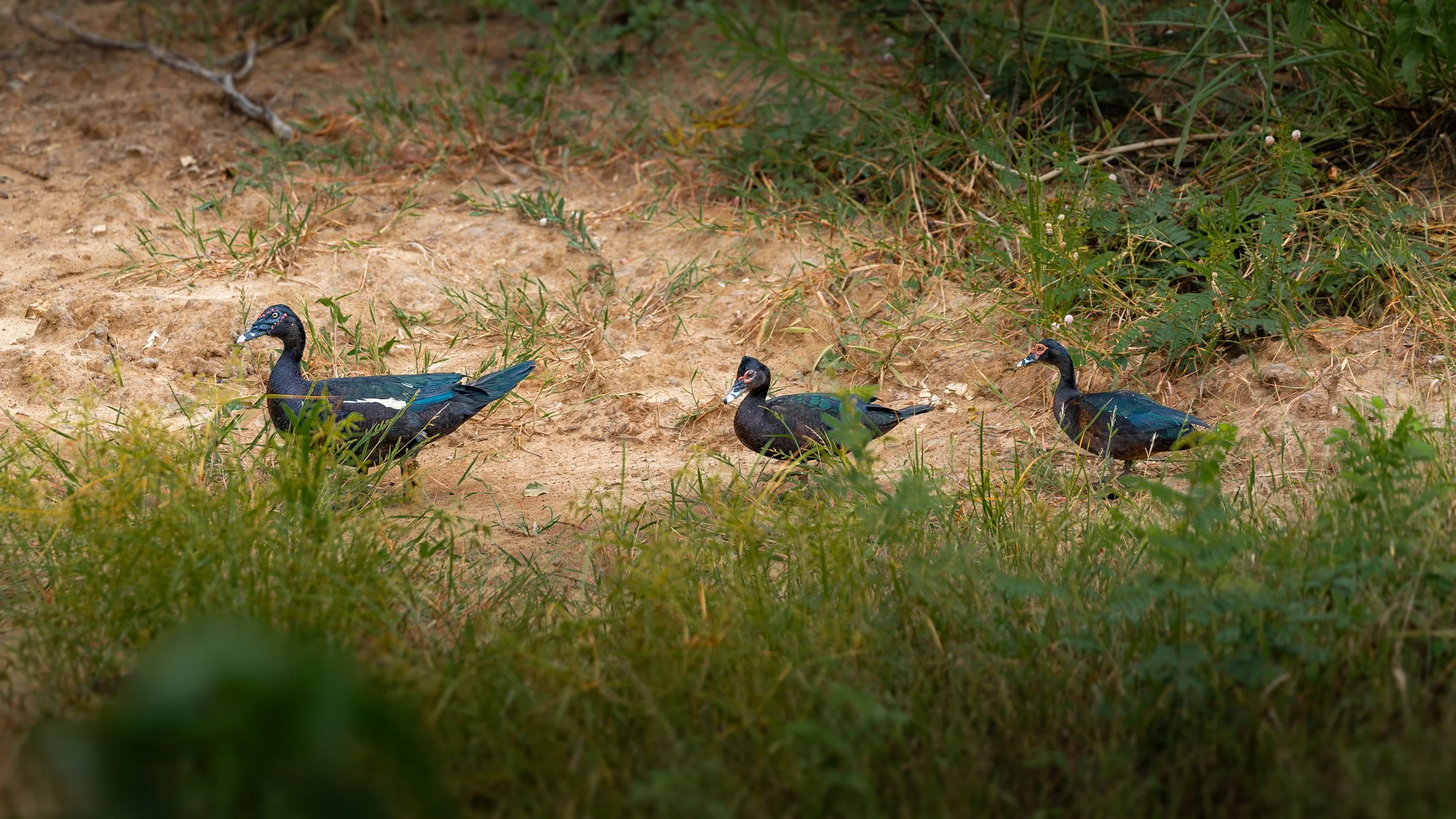 Three Muscovy ducks walking on a sandy path with grass and vegetation around them.