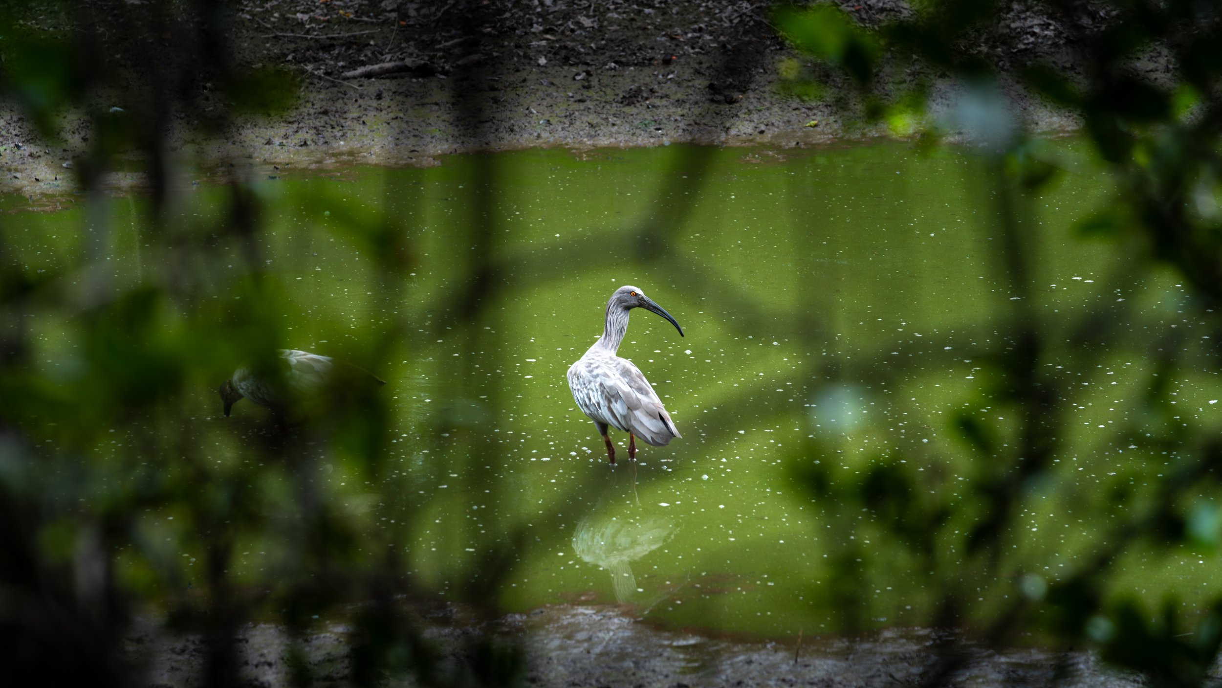 A bird with a long curved beak standing in a greenish pond, surrounded by blurred foliage.