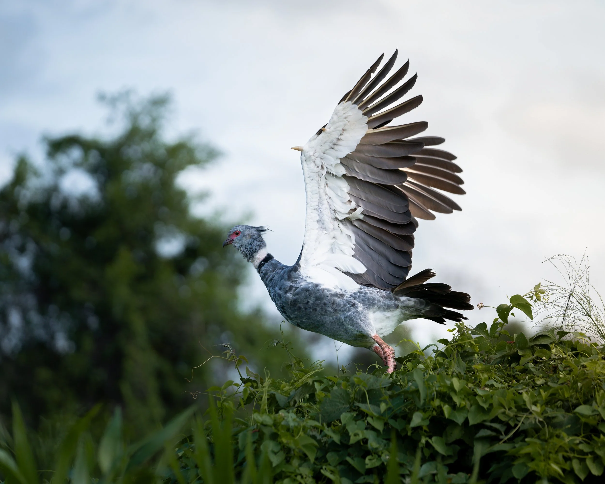 A southern-screamer-chauna-torquata with large wings extended perched on green foliage against a sky background.