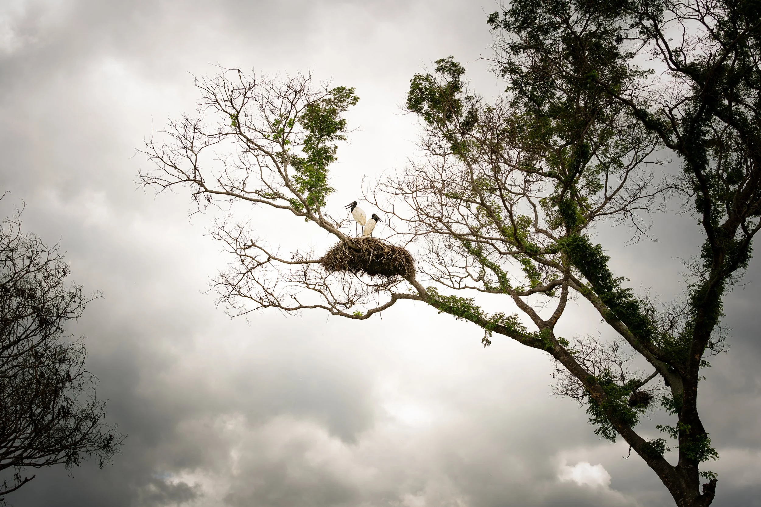 tuiuiu nest on a tree branch with two birds, surrounded by cloudy sky and greenery.