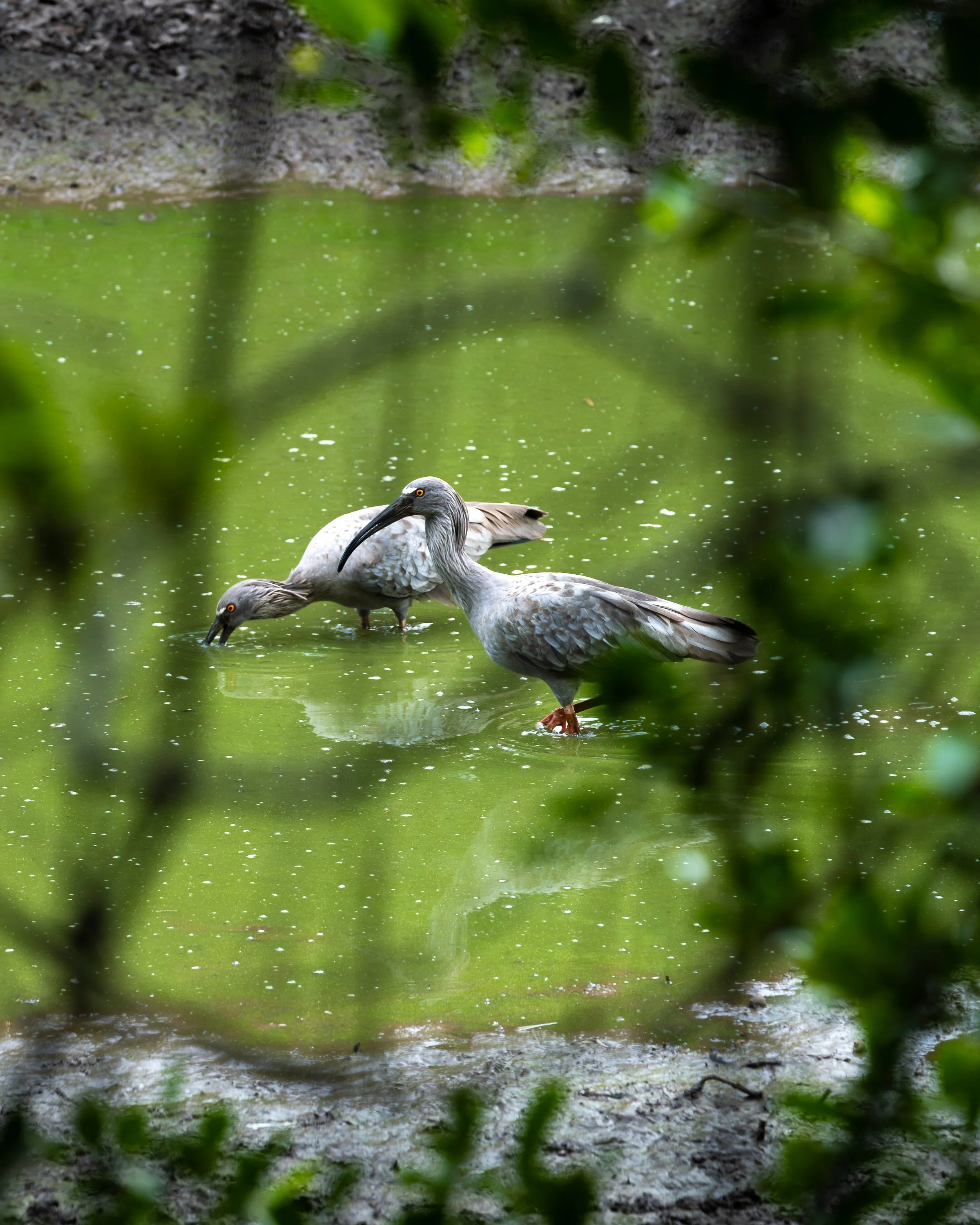 Two birds, plumbeous ibis with long curved beaks standing in a greenish water body, partially obscured by leaves and branches. Theristicus caerulescens