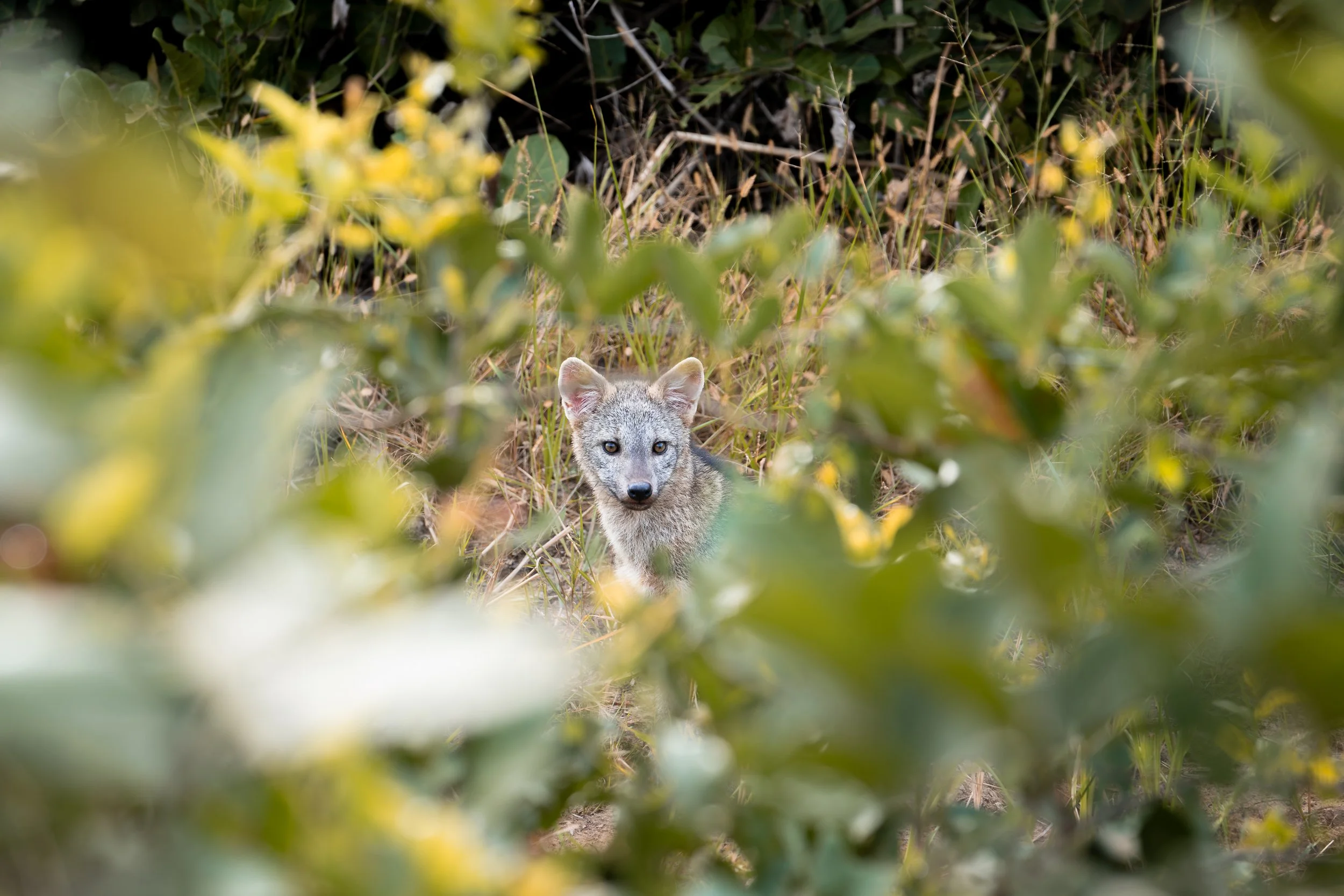 A gray fox peeking through green foliage in a natural setting, on the transpantaneira