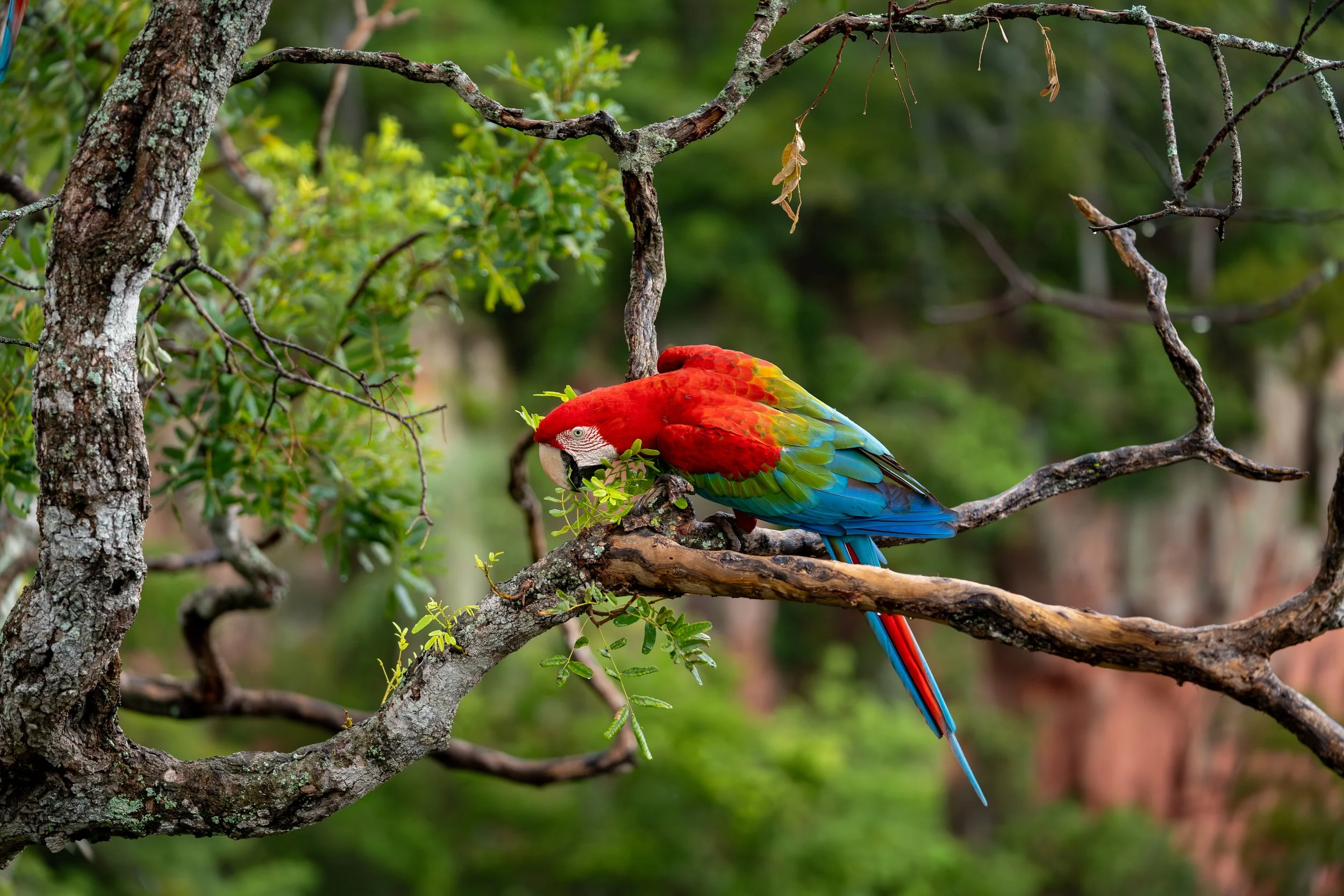 A colorful macaw perched on a tree branch surrounded by green foliage.