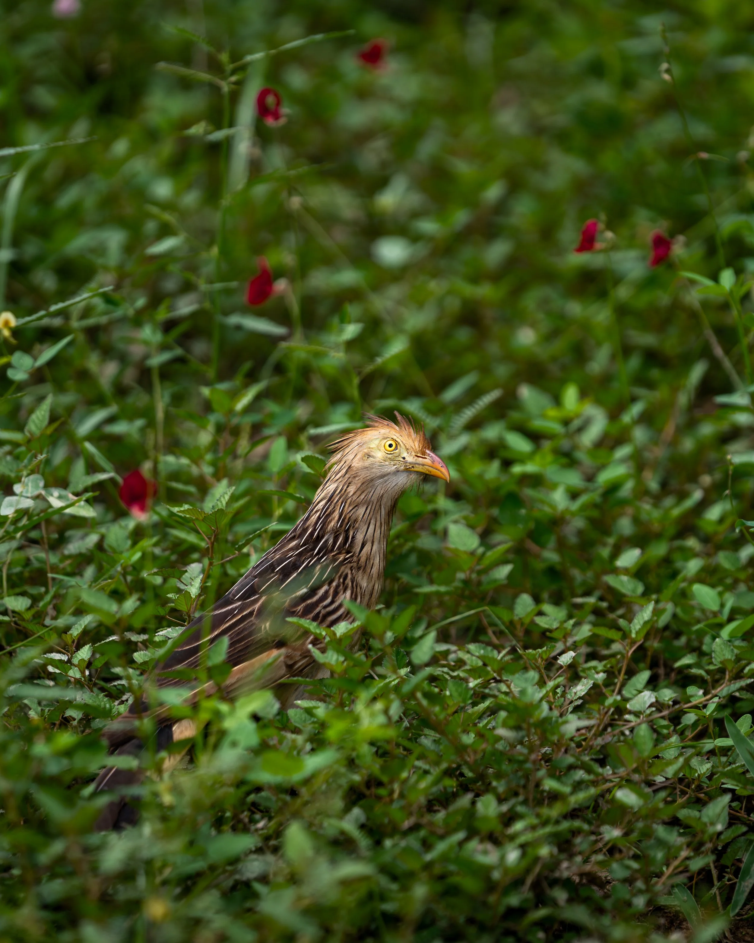 A bird with light brown plumage and a crest on its head, standing amidst green foliage with red flowers.
