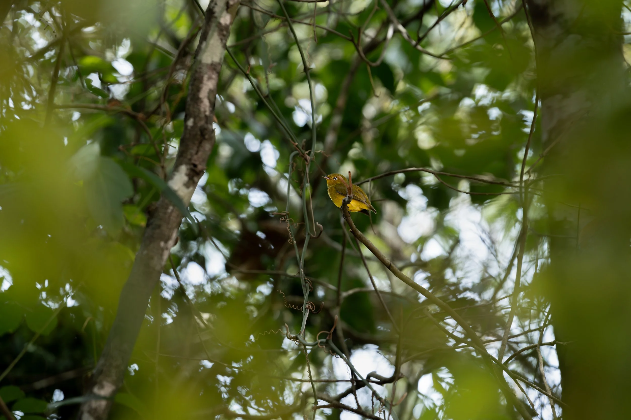 A small yellow bird perched on a branch in a dense green forest.