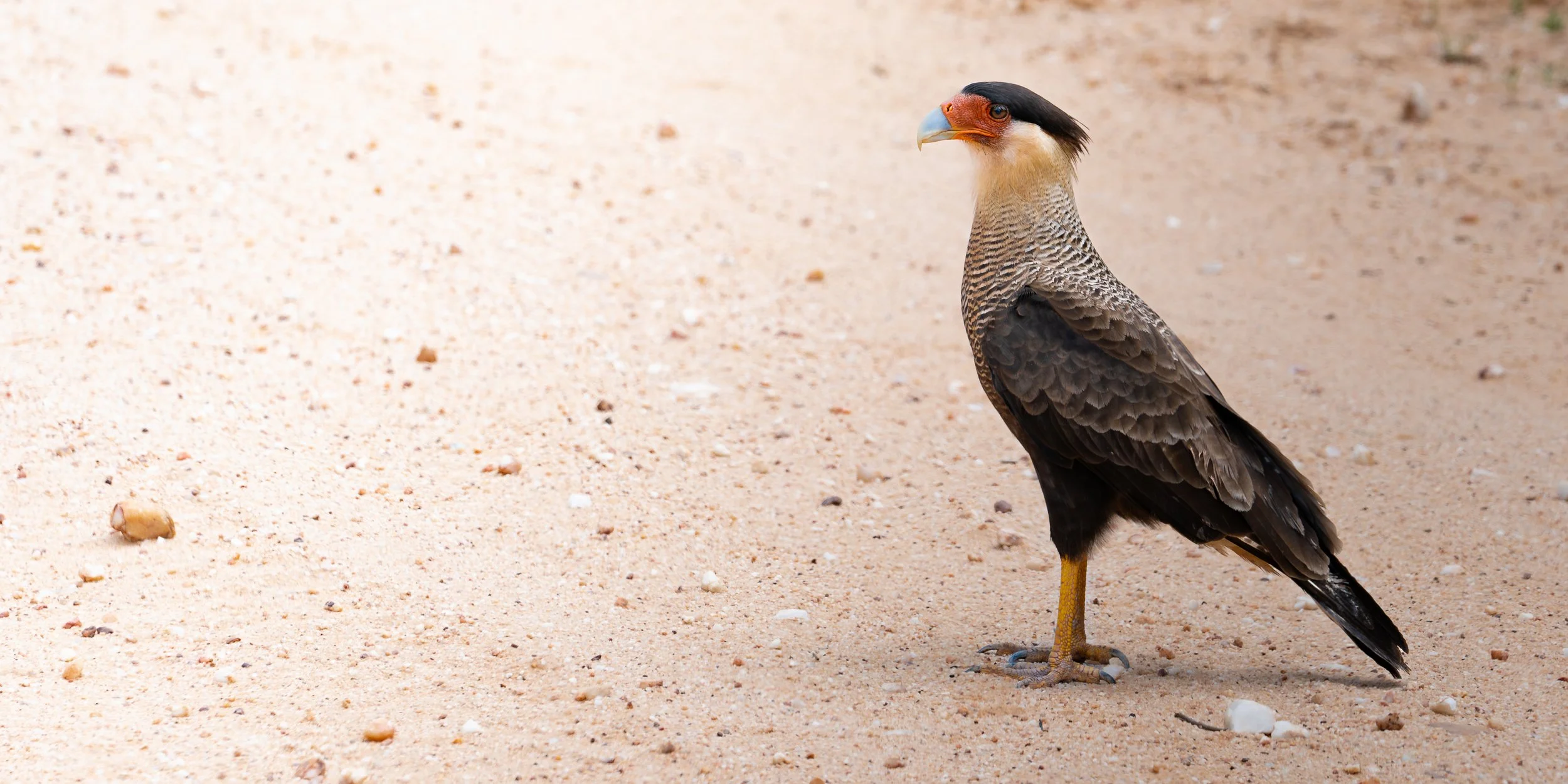 Crested caracara standing on sandy ground.