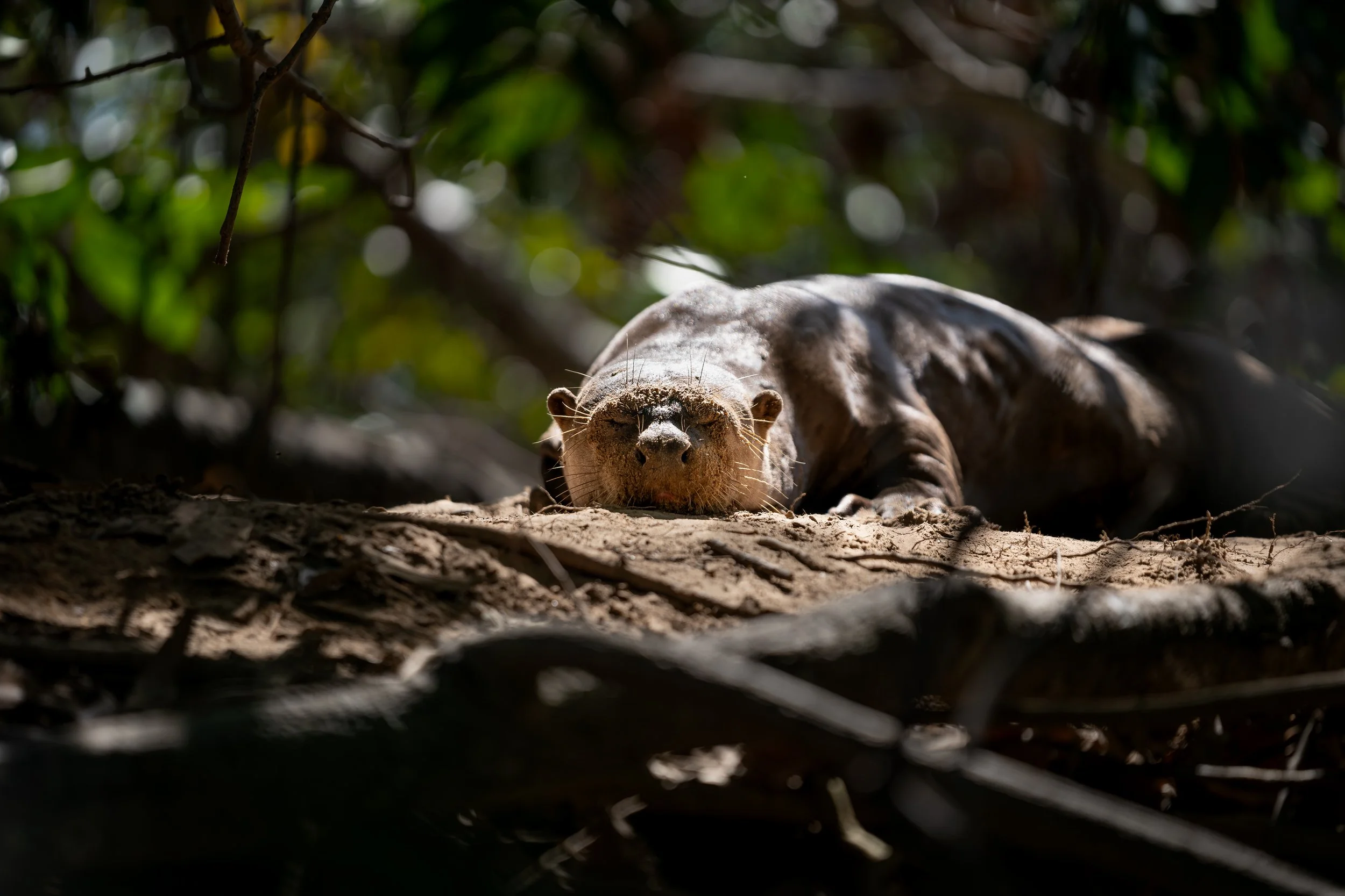 Giant otter lying on the ground in a sunlit forest in pantanal