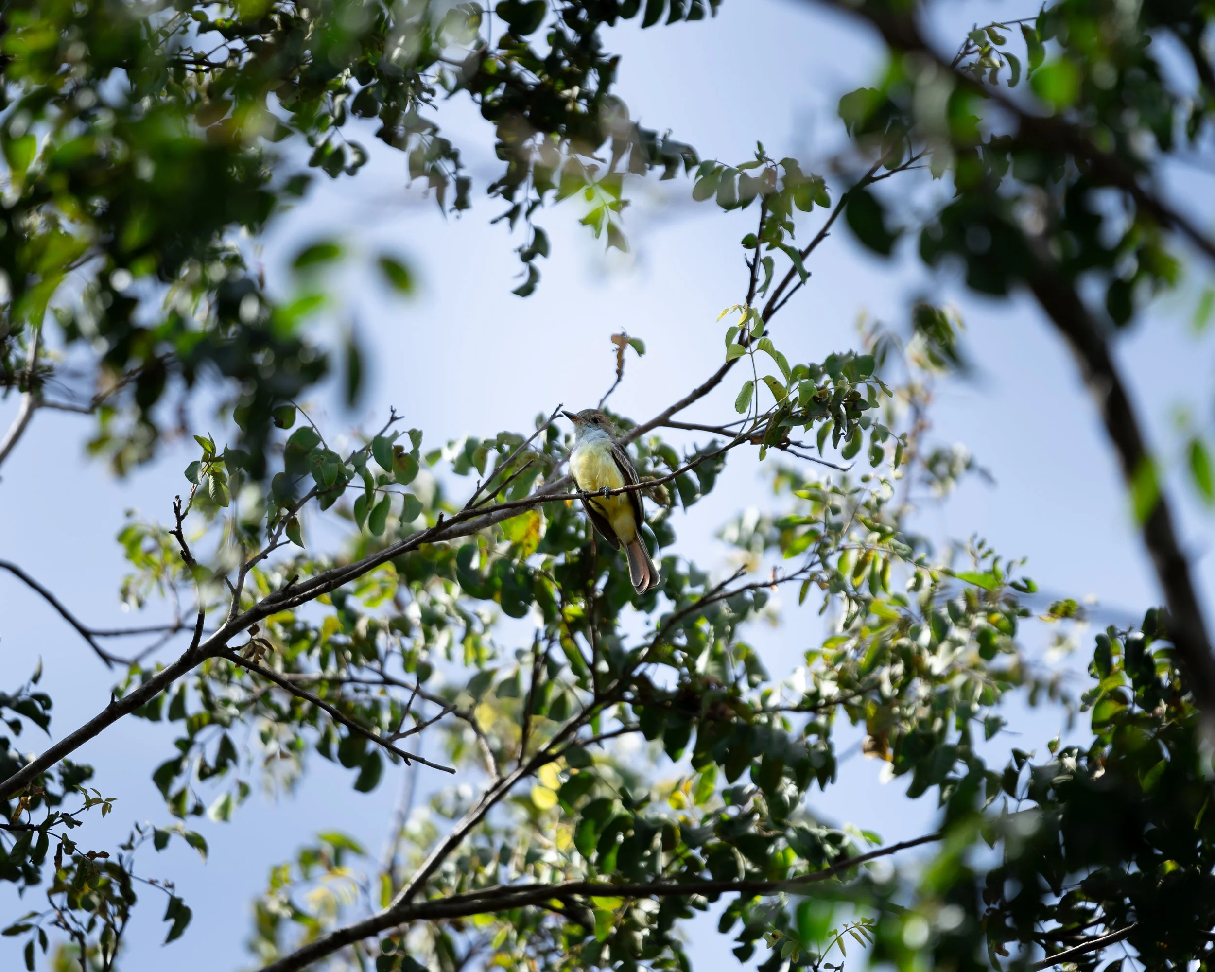 Bird perched on a tree branch surrounded by green leaves against a blue sky.