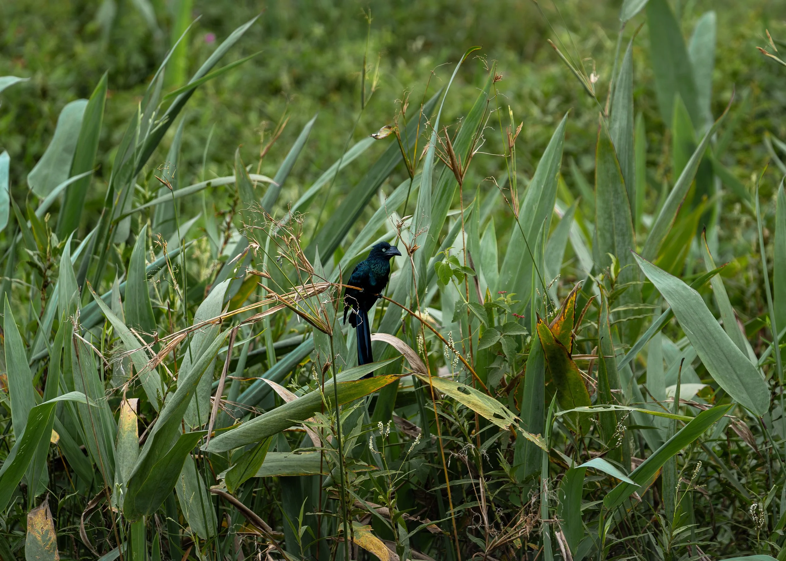 A black bird perched among tall green grasses and plants in a natural setting.