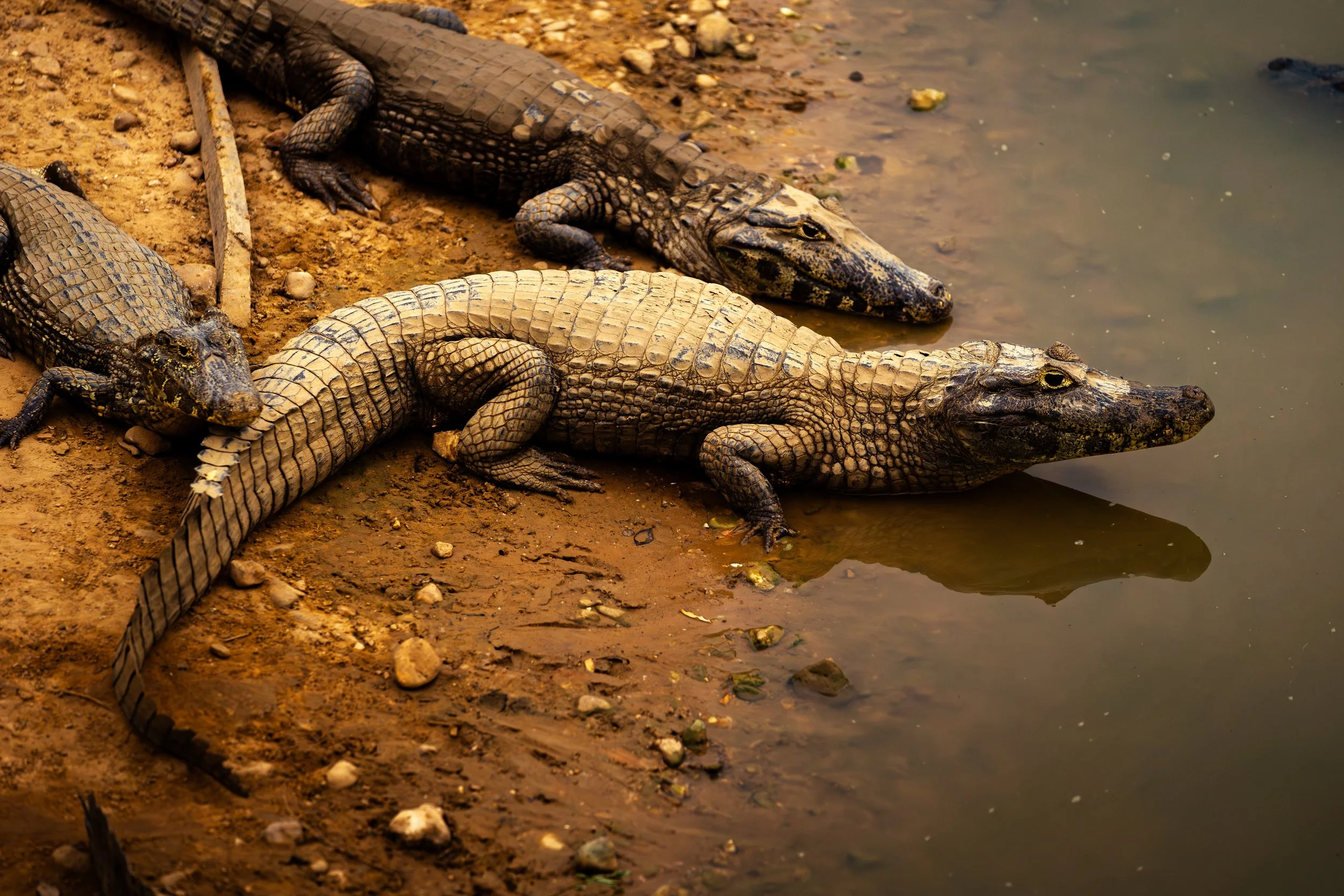 Three caimans lying near a muddy water's edge.