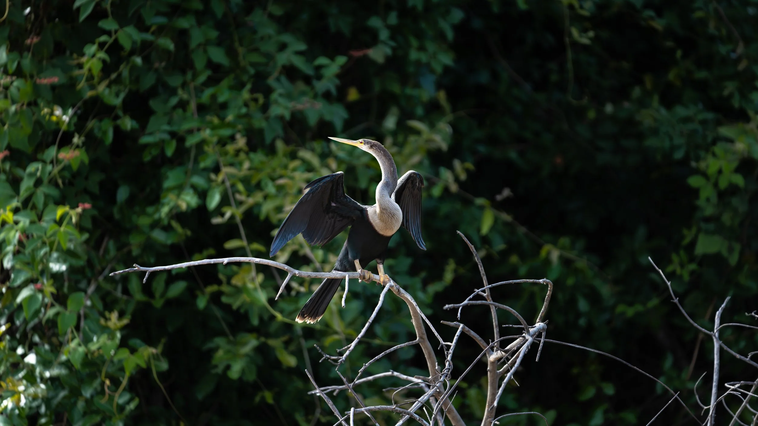 Anhinga bird perched on a branch with wings spread, surrounded by lush green foliage.