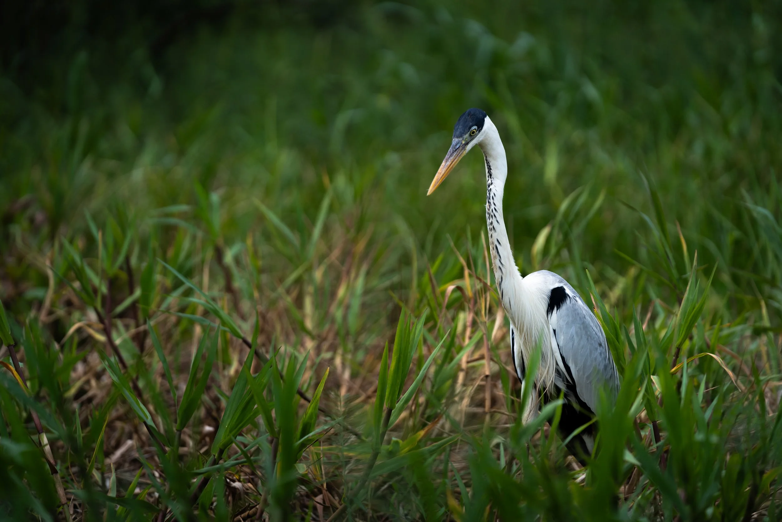 A gray heron standing in tall green grass.